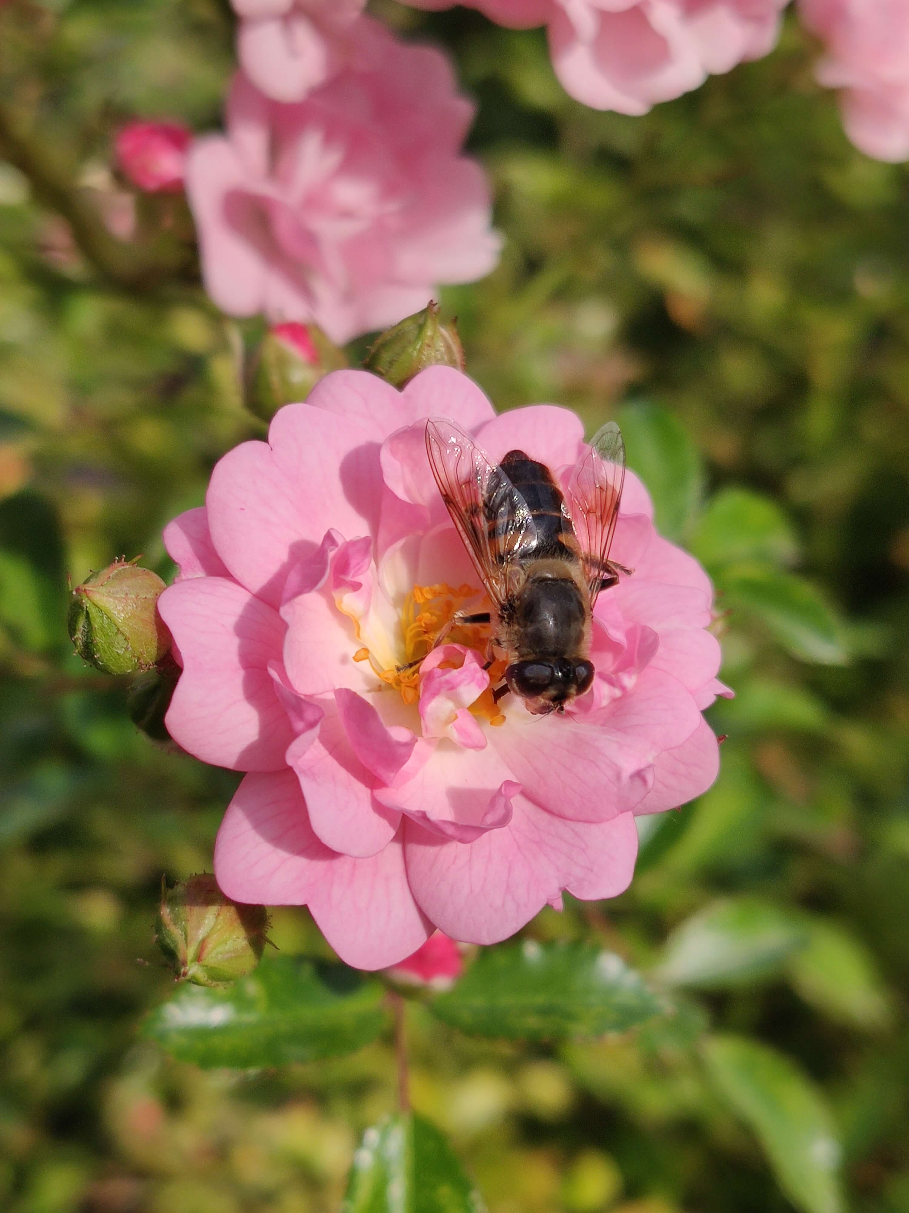 Bee on the pink rose