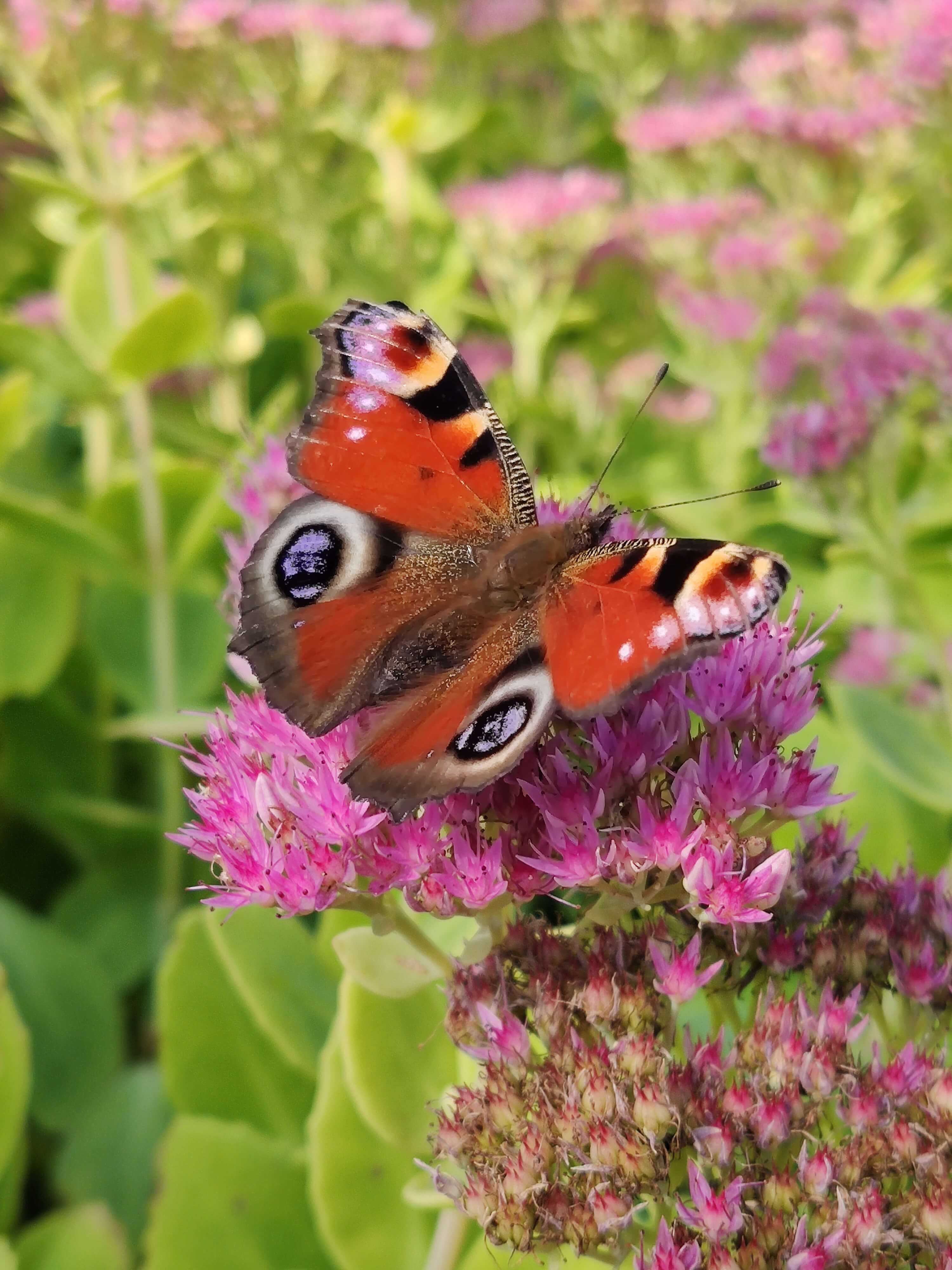 Butterfly with outstretched wings