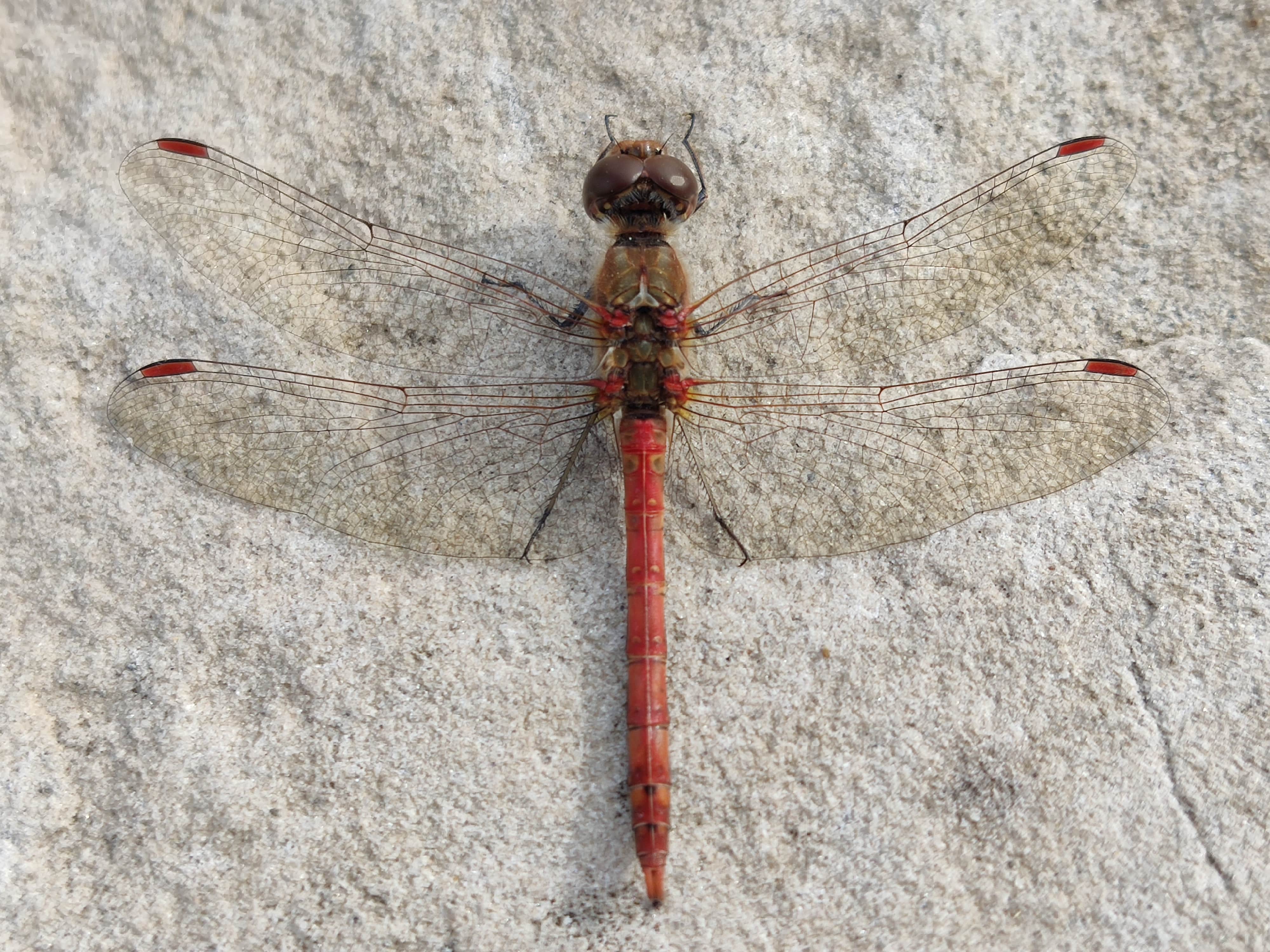 Dragonfly