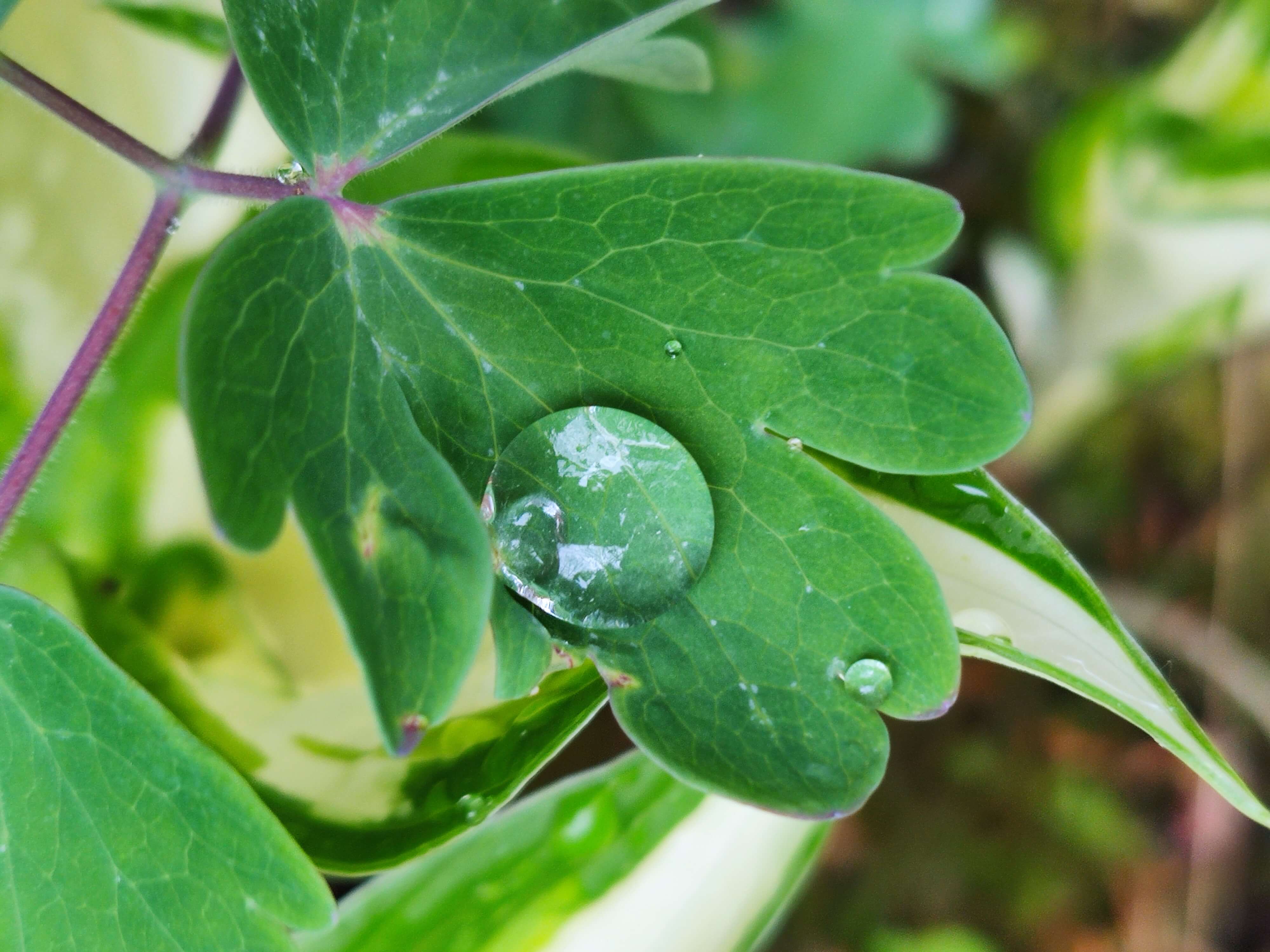Drop