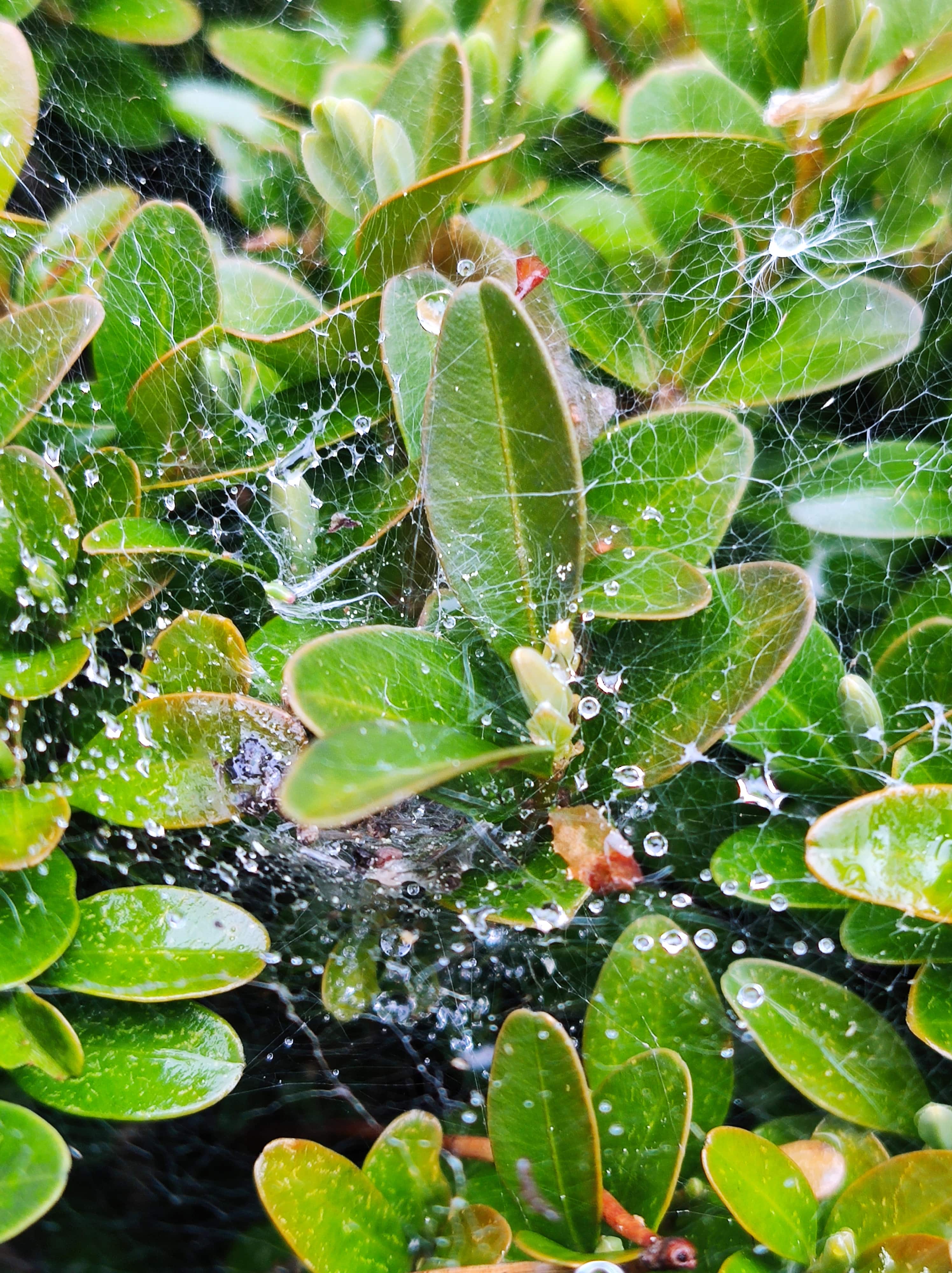 Spider's web