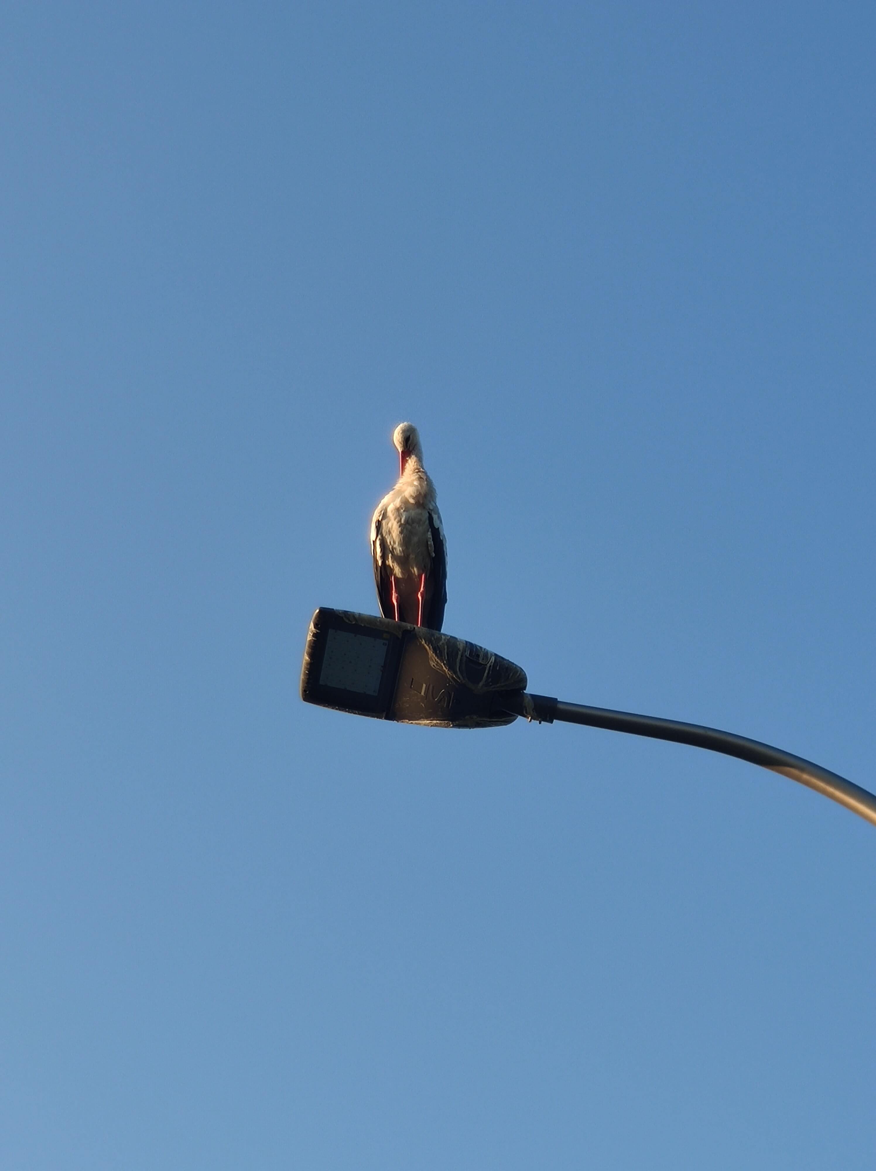 Stork on a road lamp