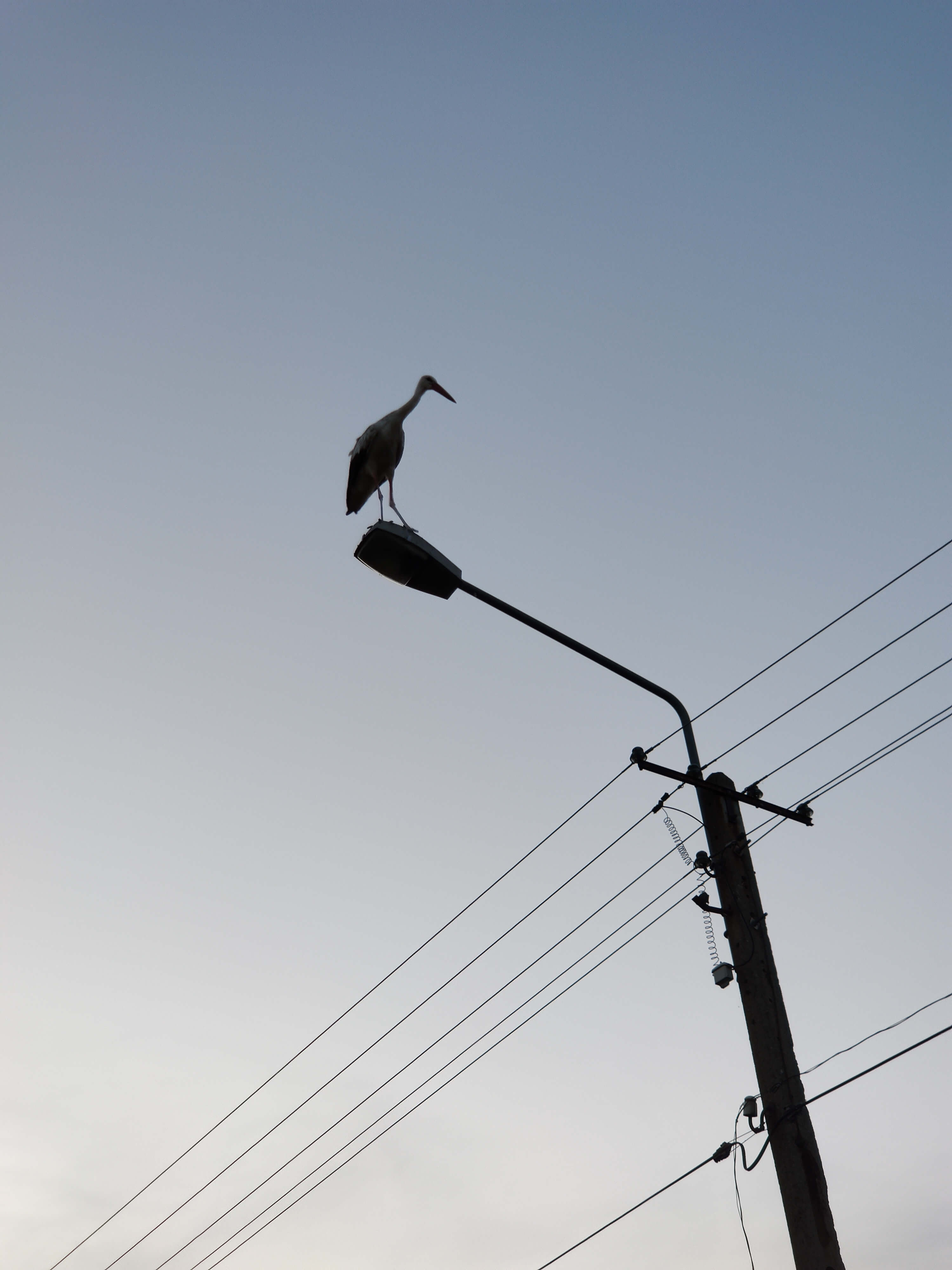 Stork on a road lamp during sunset