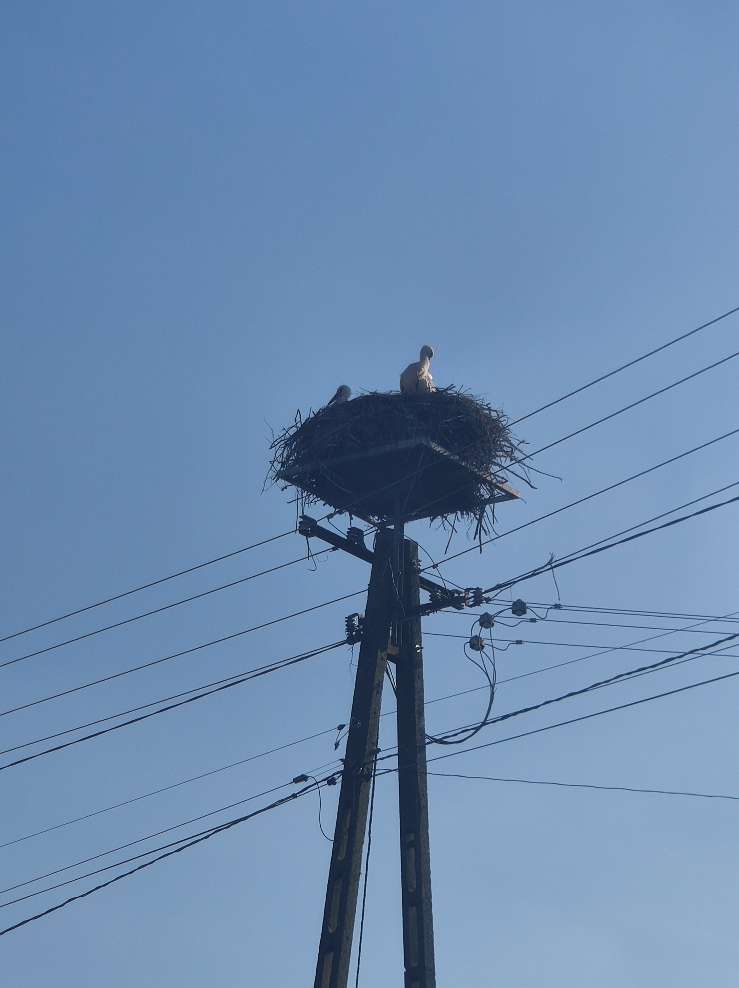 Stork in the nest