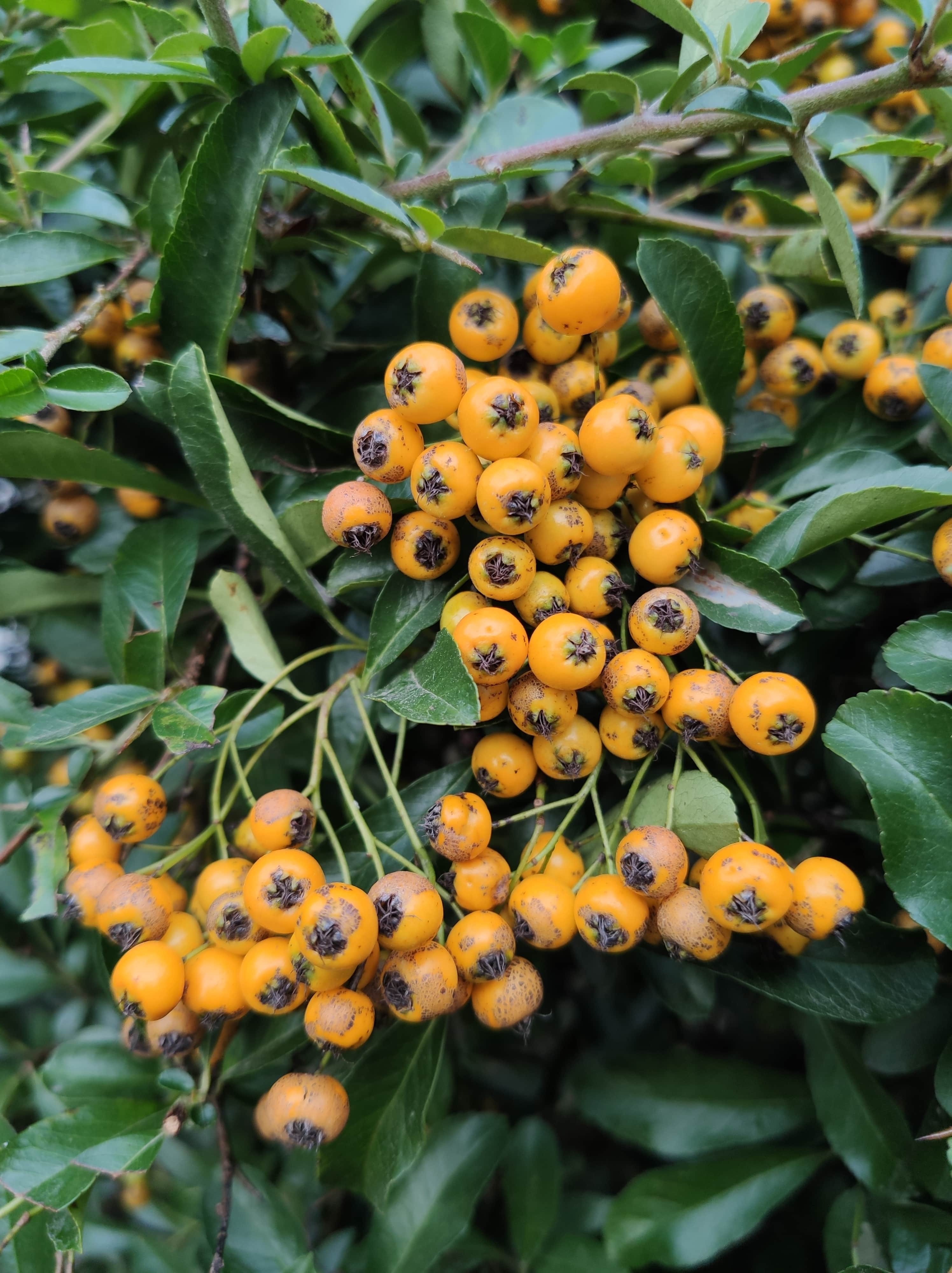 Yellow rowan