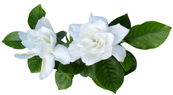 Gardenia