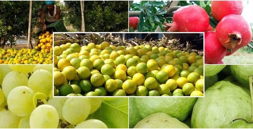 शासनाकडुन पीक विमा योजनेत भाग घेण्यास ४ आणि ५ डिसेंबर अशी दोन दिवस मुदत वाढ