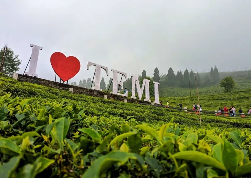 Temi Tea Garden near Temi Homestay