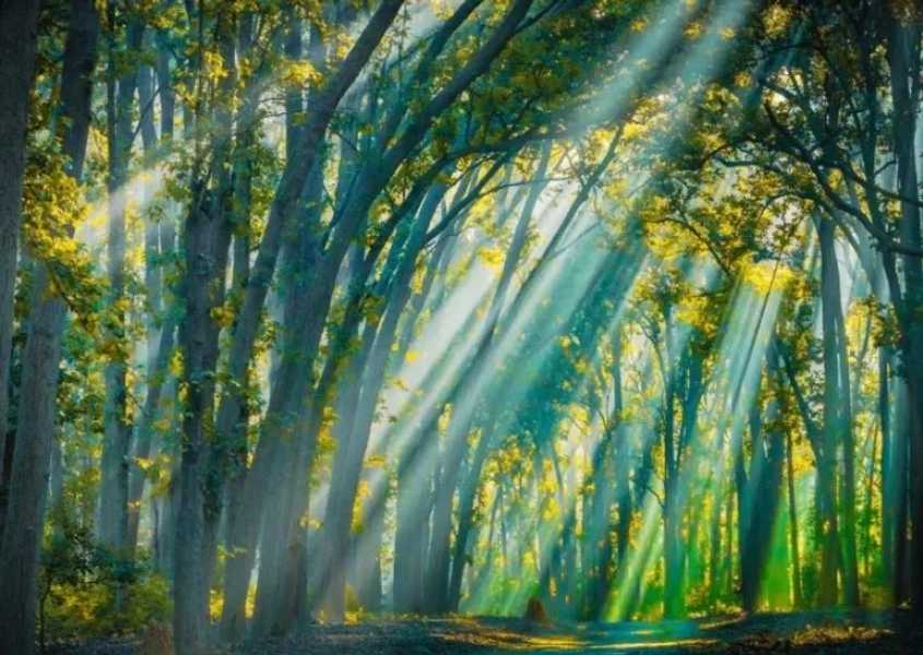 Golden Rays in the Heart of the Forest