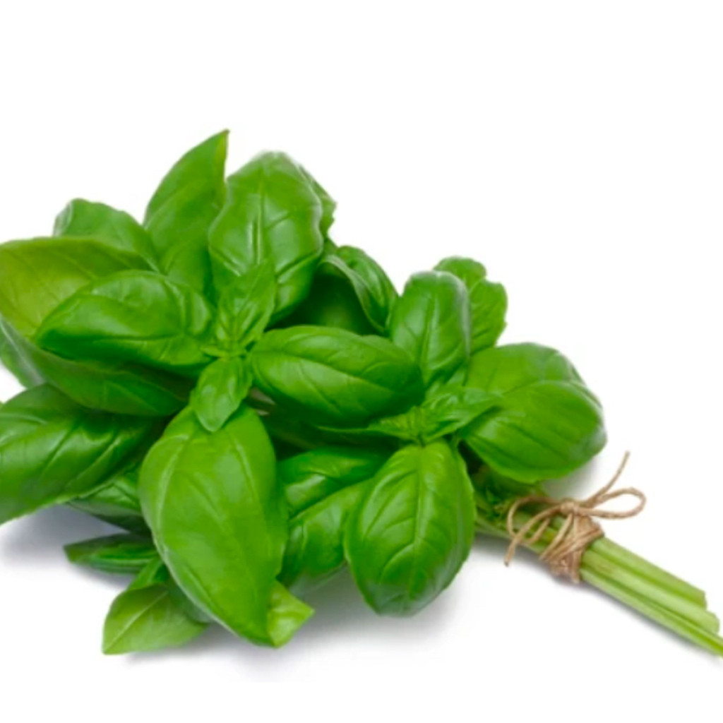 Image-Fresh basil
