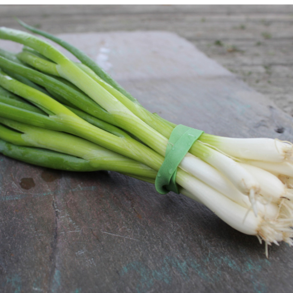 Image-Scallions