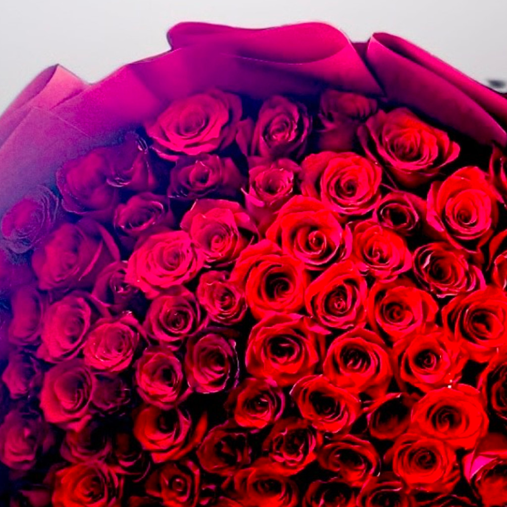 Image-100 Stem Red Roses With Wrapping Size 100 Cm