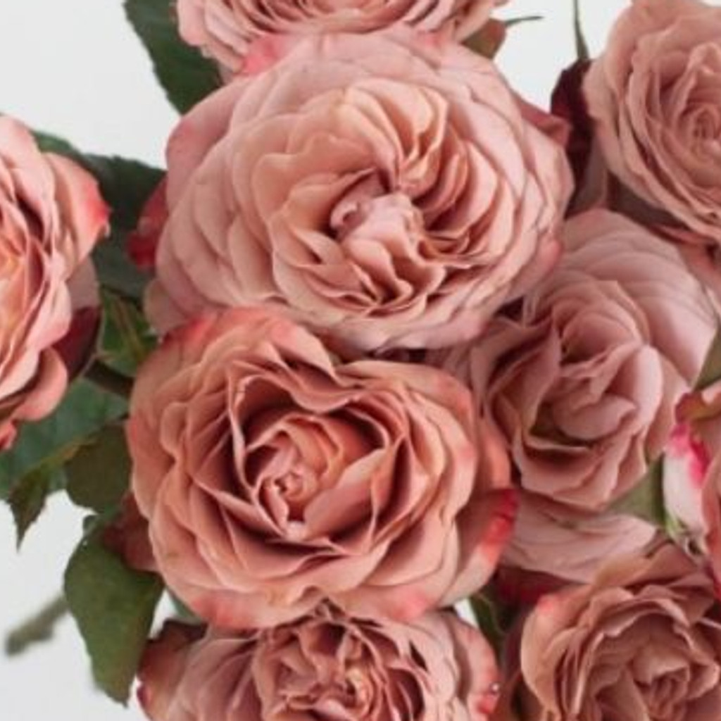 Image-cappuccino roses bouquet