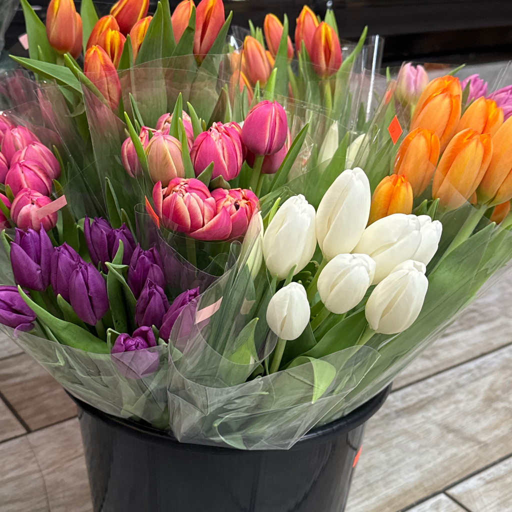 Image-Tulip 🌷 flowers