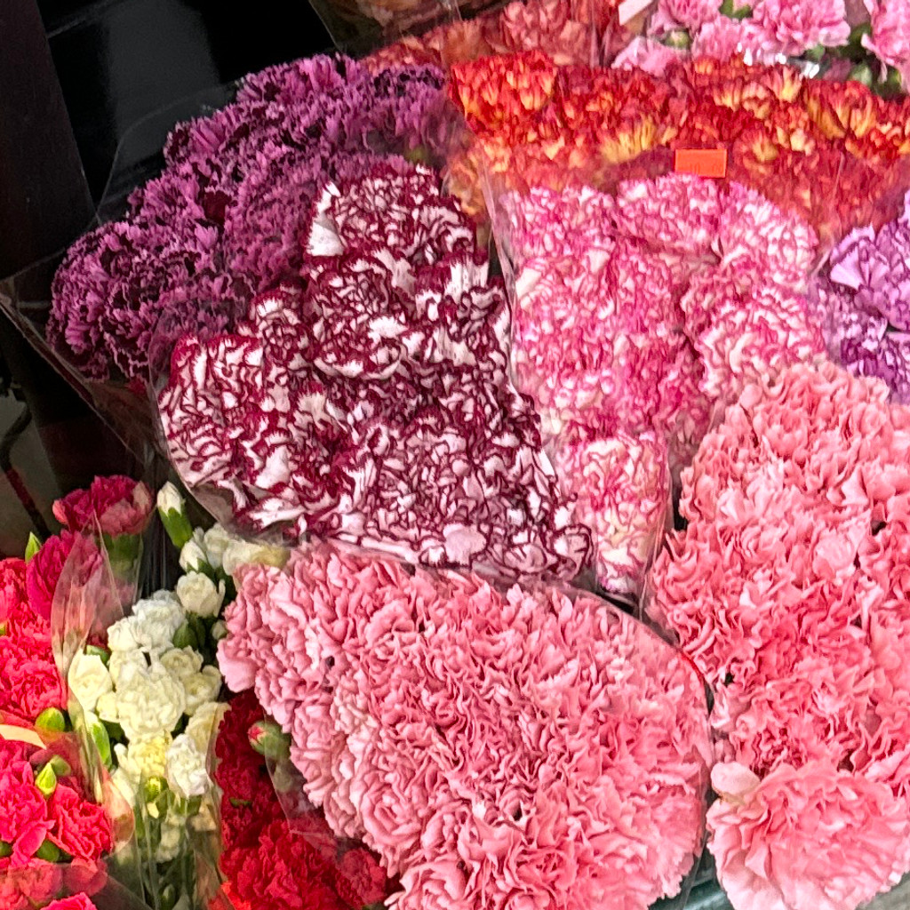 Image-Carnations Flowers