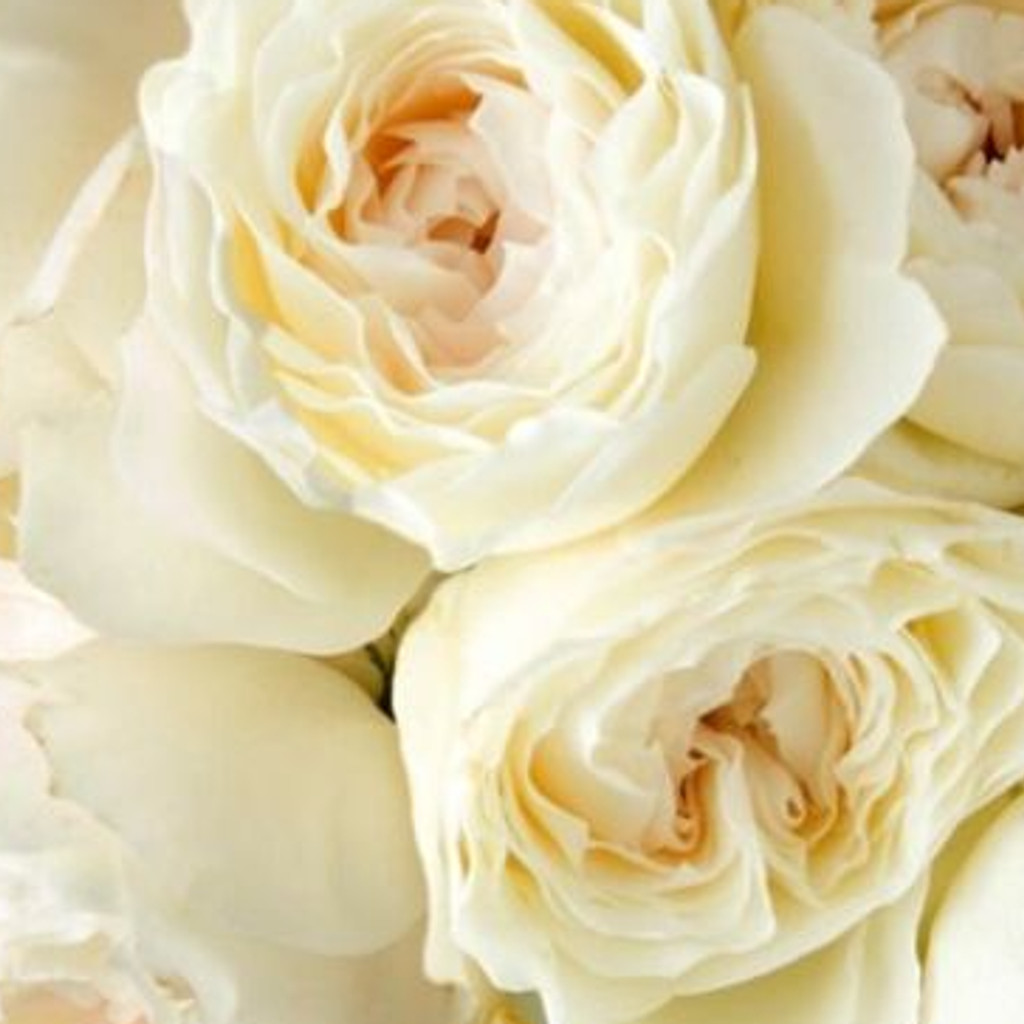 Image-white love