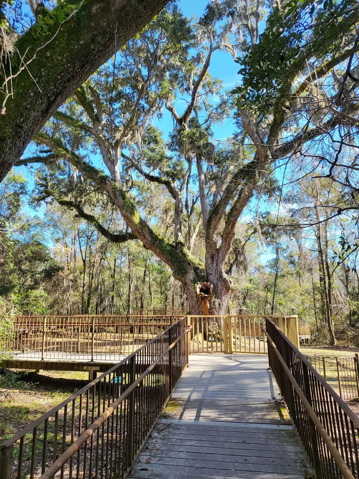Scenic boardwalk trail winding through a moss-draped live oak tree canopy at Village Point Park Preserve in Daphne, AL