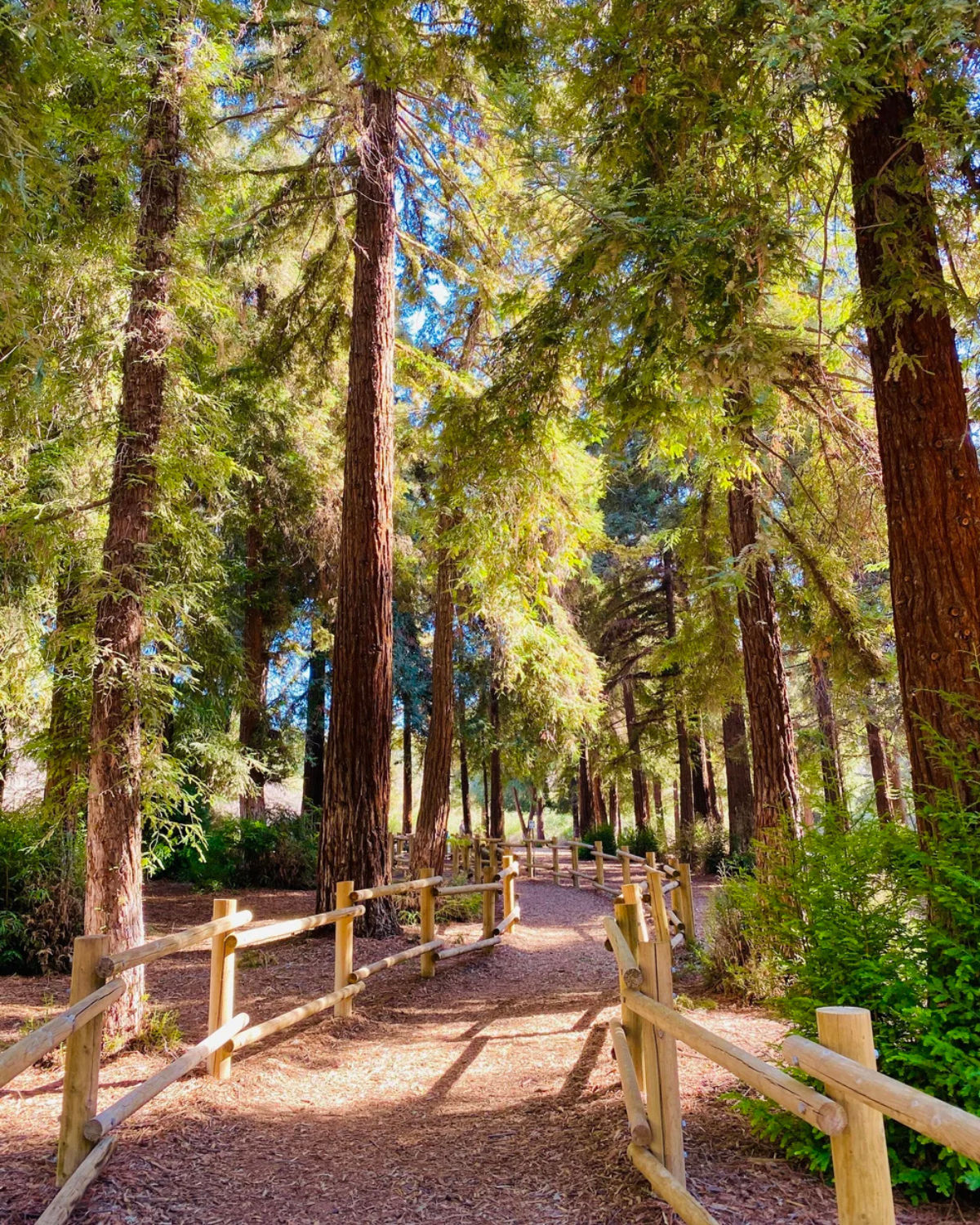 Carbon Canyon Regional Park in Brea with trails, water, and redwood trees.