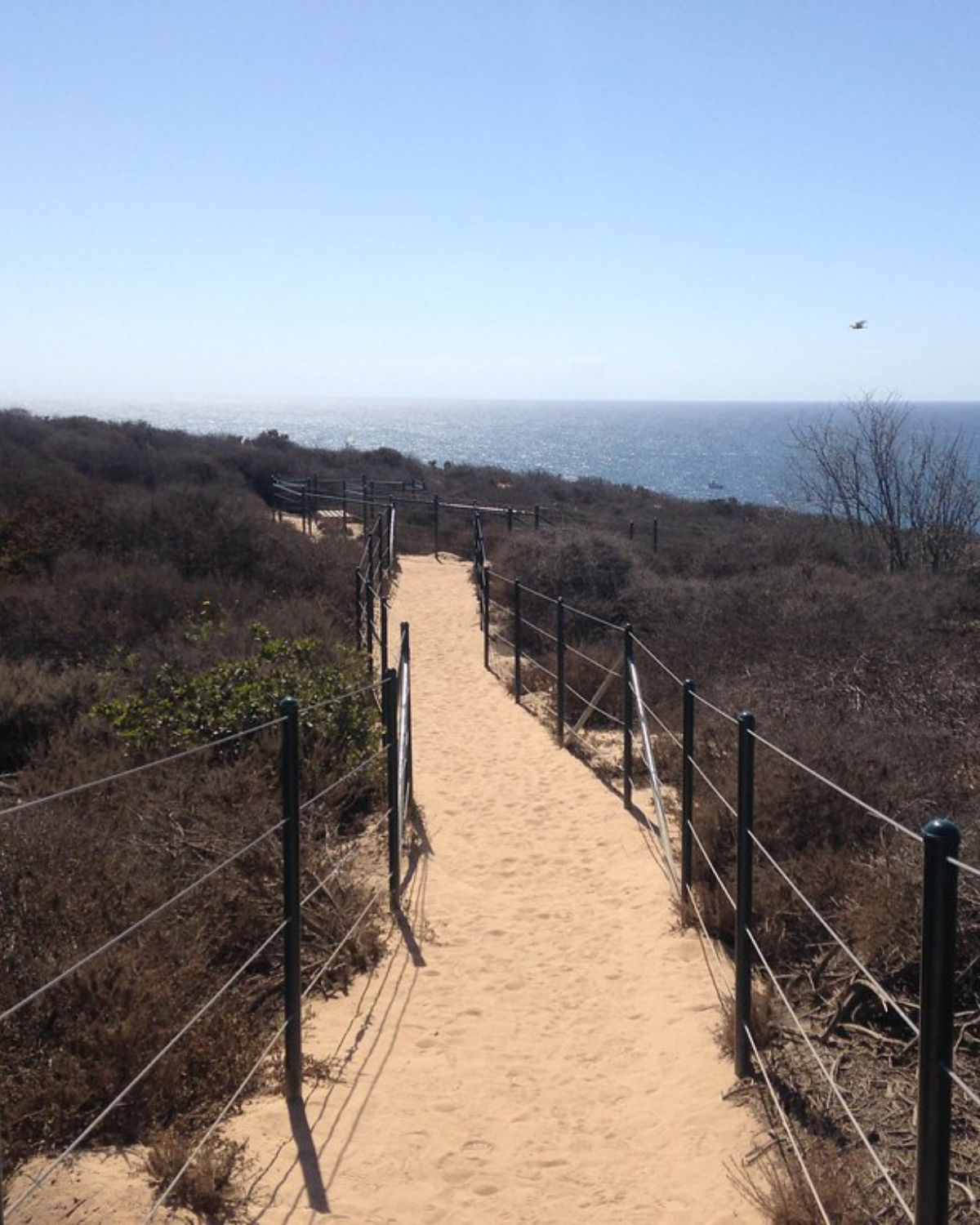 Sunset view of a sandy footpath at Dana Point Preserve in California, bordered by low fences and yellow wildflowers, leading toward the glowing horizon over the ocean beneath a soft, cloud-filled sky.