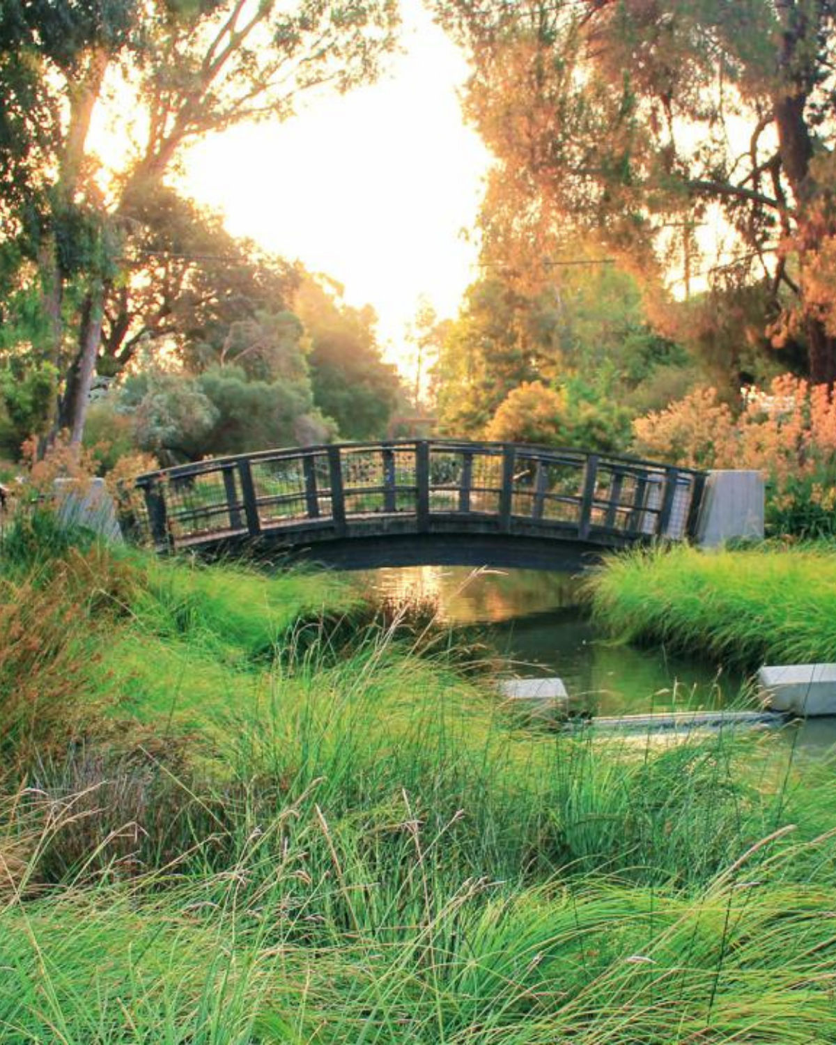 Sunlit scene at the UC Davis Arboretum in Davis, California, featuring a small arched wooden footbridge over a tranquil stream, surrounded by tall grasses and leafy trees glowing in the warm evening light.