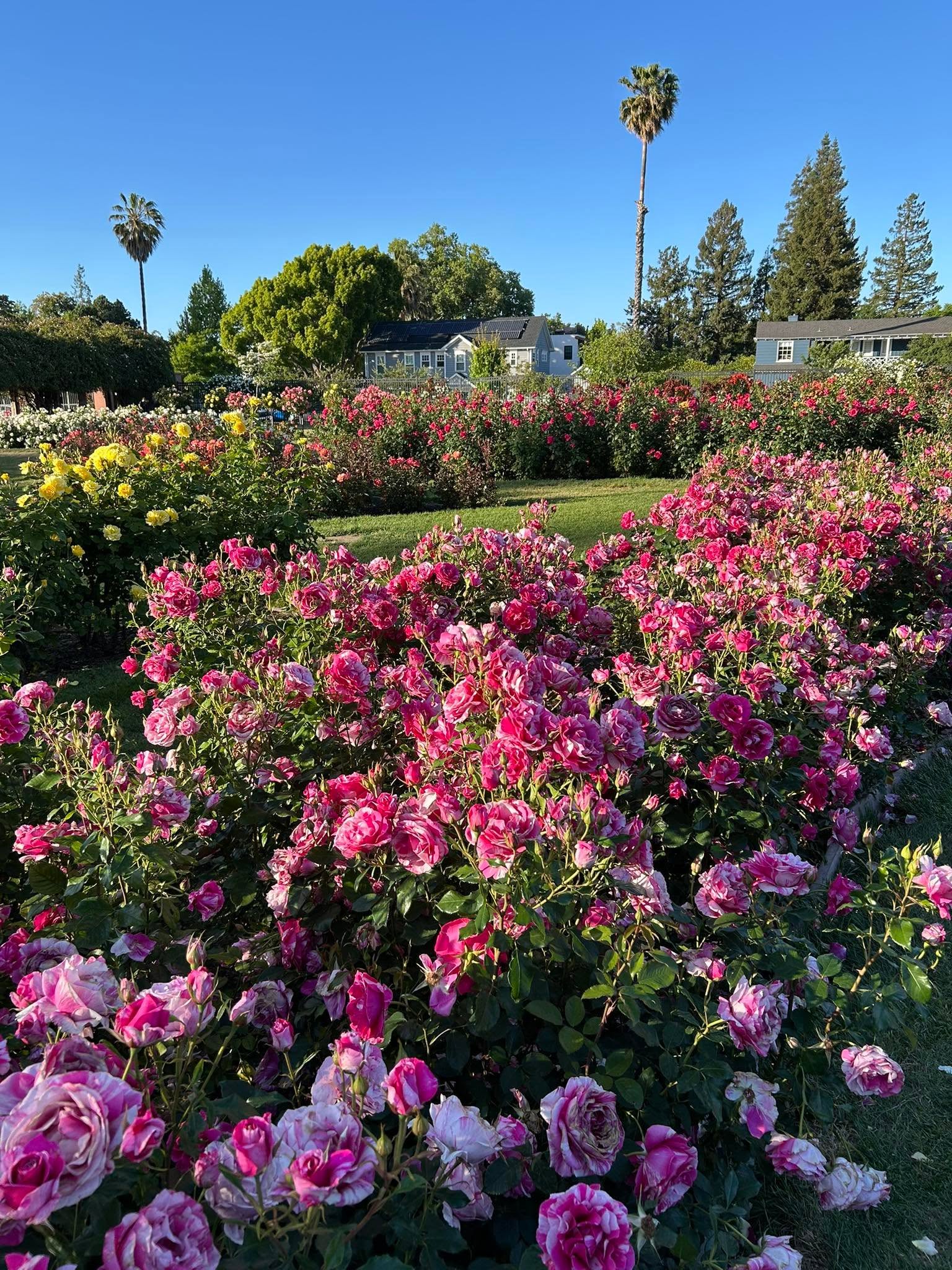 Colorful rose garden in San Jose, California, filled with blooming pink, red, yellow, and white roses, green lawns, palm trees, and surrounding residential scenery.