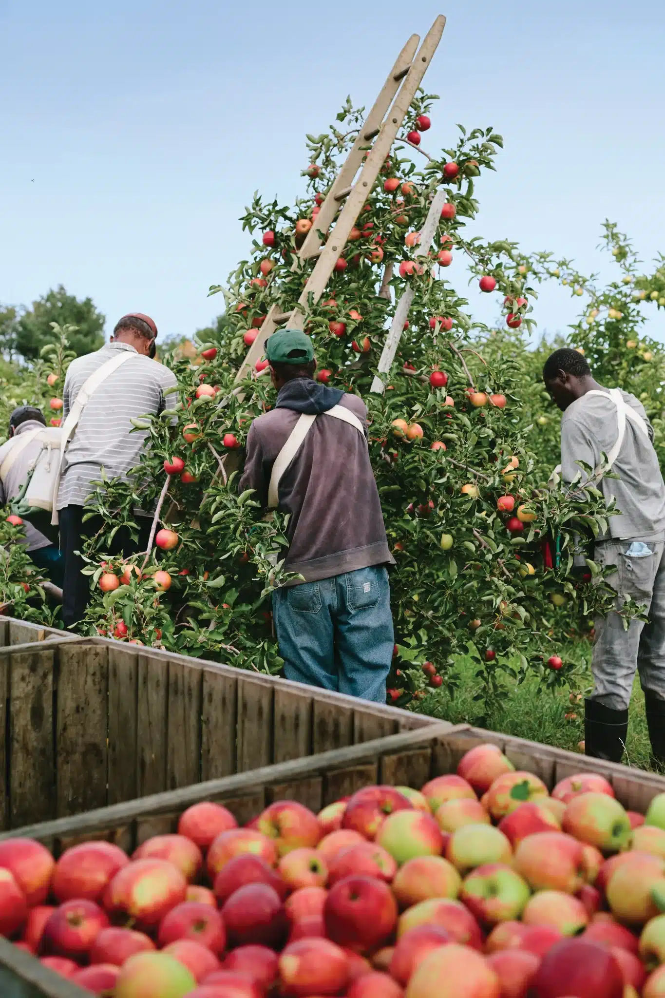 Apple harvesting at Lyman Orchards in Middlefield, Connecticut, with workers picking ripe apples from orchard trees and freshly harvested fruit filling wooden bins.