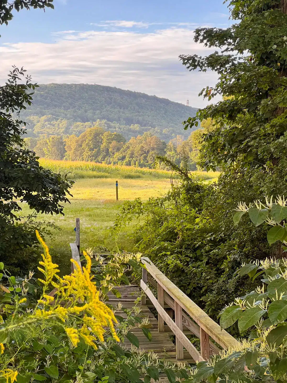 Scenic wooden footbridge and nature trail in Simsbury, Connecticut, surrounded by dense green vegetation and bright yellow wildflowers. The bridge overlooks an open meadow and wooded hills, with a distant tower visible along the ridgeline beneath a partly cloudy sky.