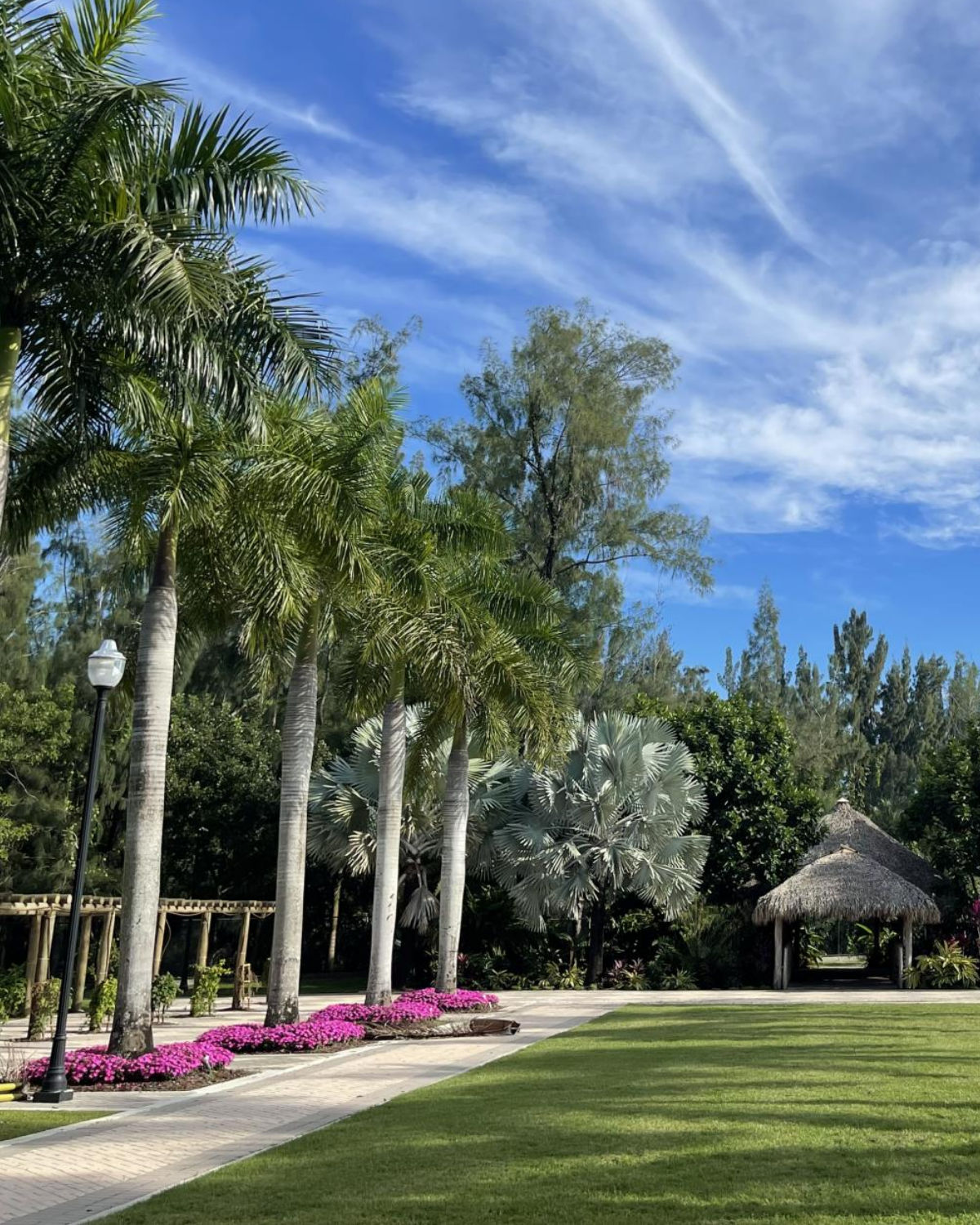 Lush tropical landscape with towering royal palm trees and dense green foliage on a bright sunny day in Hialeah, Florida