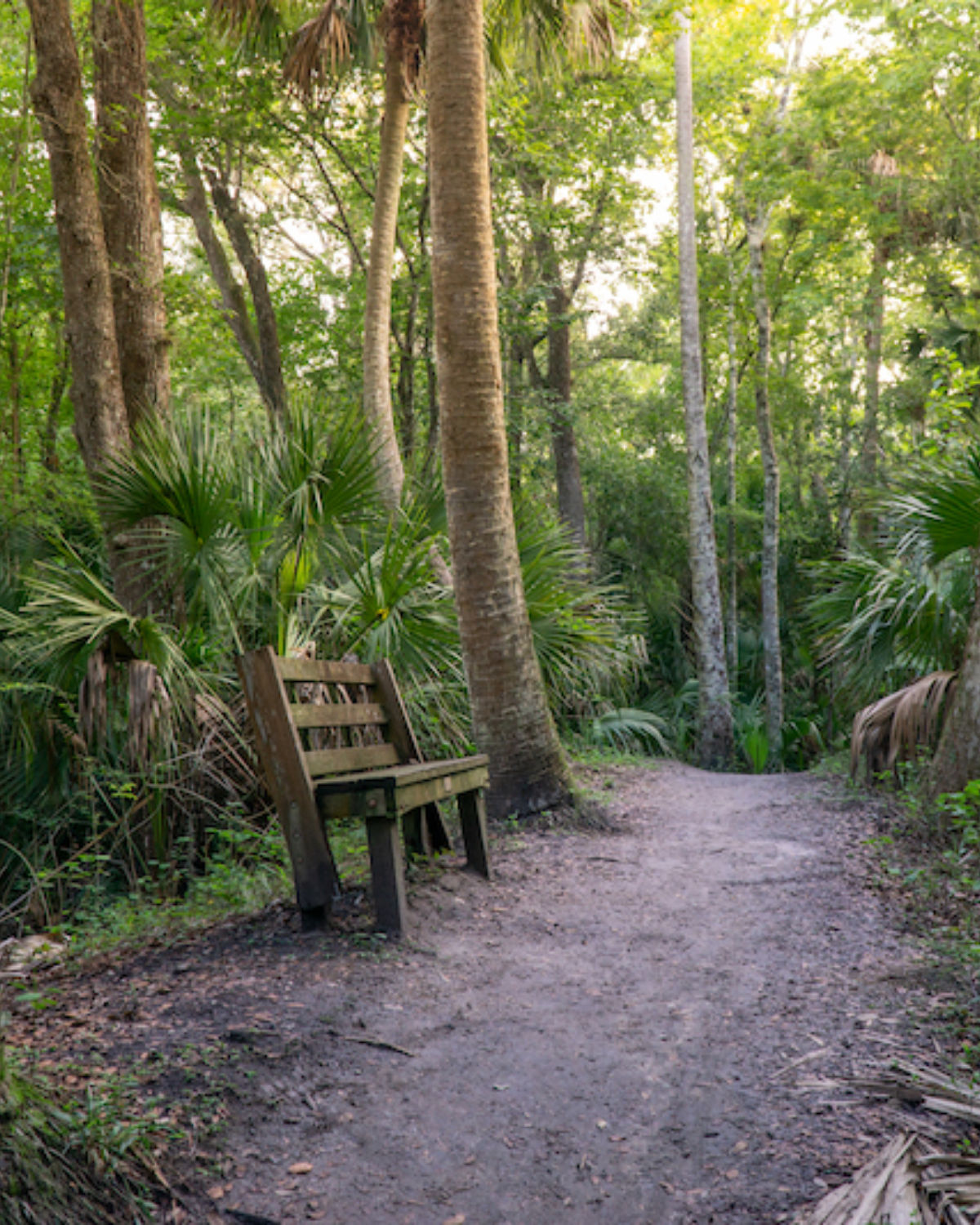 Shaded natural trail through a lush Florida forest with a wooden bench and towering palm trees in Lake Mary, FL