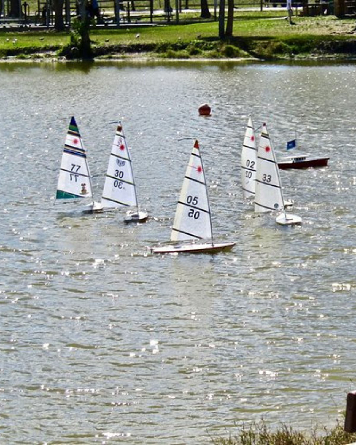 Remote-controlled sailboats racing on the pond at Freedom Lake Park in Pinellas Park, Florida, with several white-hulled model boats clustered near a buoy and grassy shoreline in the background.