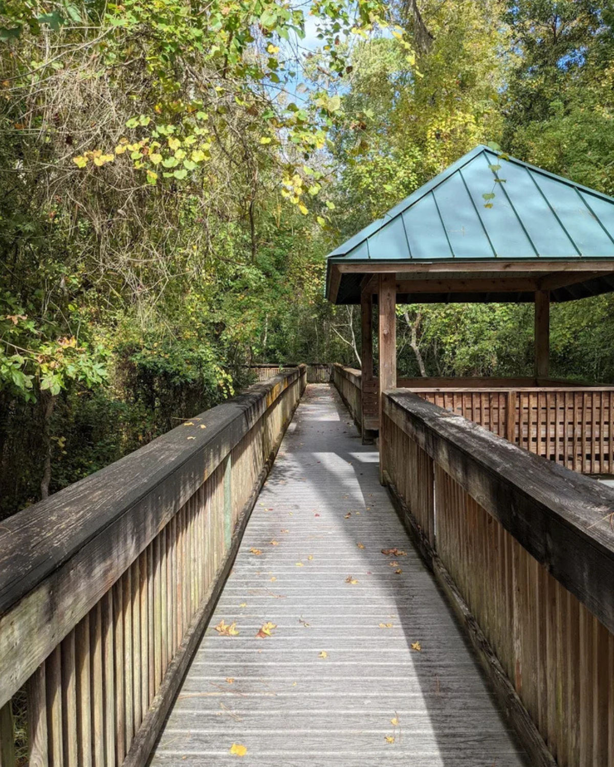Wooden boardwalk at John Muir Ecological Park in Yulee, Florida, leading through dense green foliage to a covered viewing pavilion.