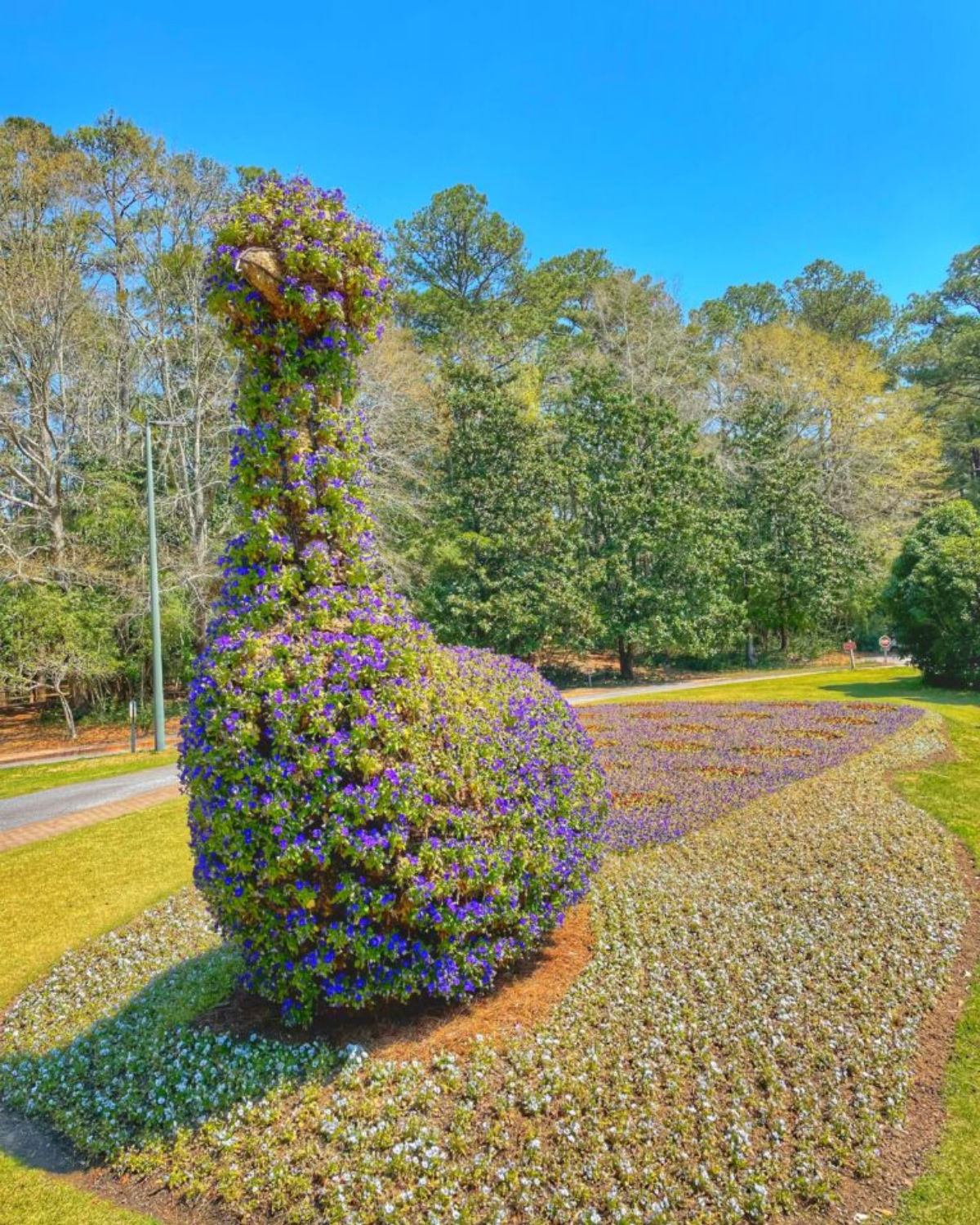Lush garden path winding through a vibrant purple flower display and tall trees at Callaway Gardens near Tyrone, Georgia