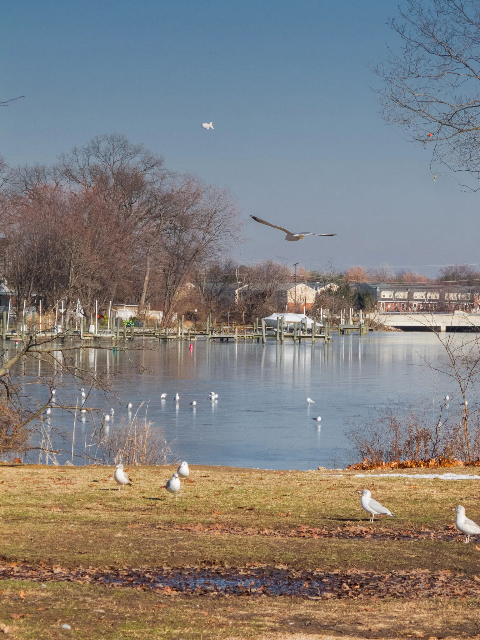 Waterfront view in Essex, Maryland, featuring a calm shoreline scene with seabirds, docks, and neighborhood homes along the water beneath a clear blue winter sky.