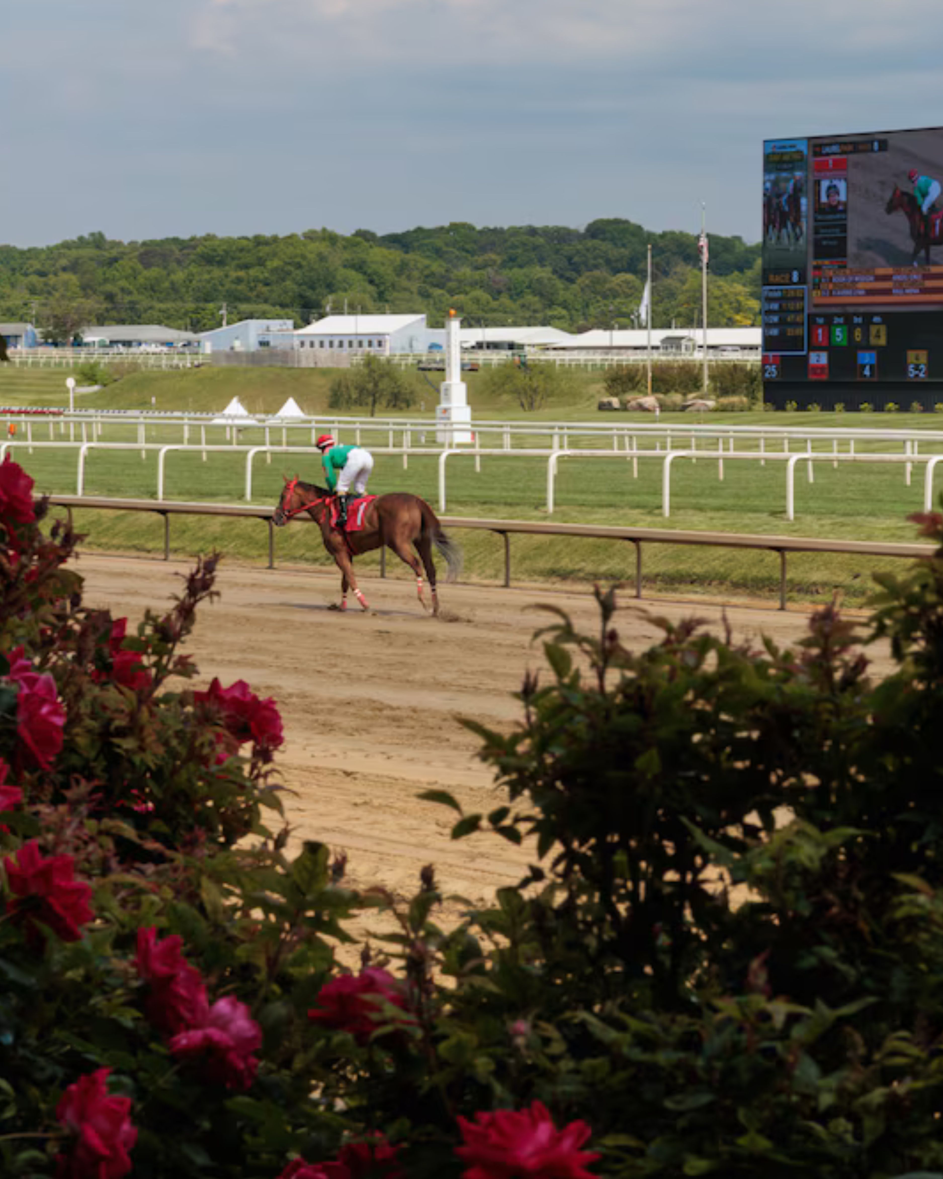 Horse and jockey on the track at Laurel Park in Laurel, Maryland, with the grandstand, infield scoreboard, and landscaped gardens in the foreground.