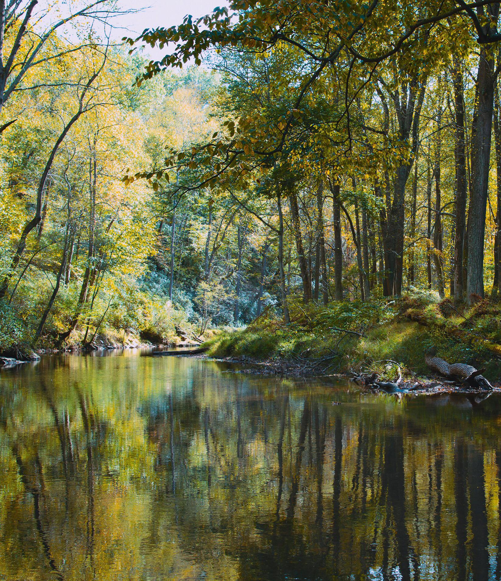 Peaceful stream winding through a wooded area in Middle River, MD, with calm water reflecting tall trees, autumn foliage, and natural greenery along the shoreline.