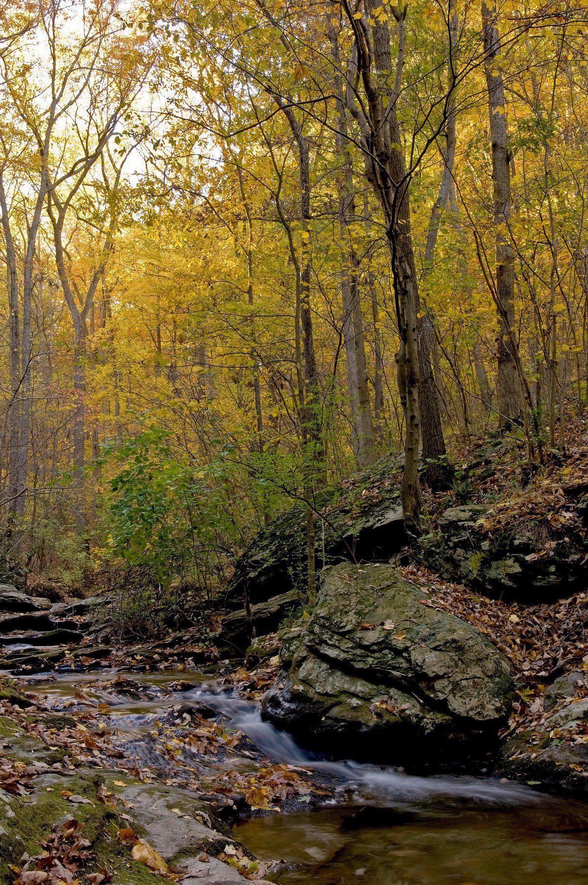 Autumn scene at Oregon Ridge Park in Owings Mills, MD featuring a wooded landscape with vibrant fall foliage, a rocky stream flowing through the forest, and golden sunlight filtering through the trees.