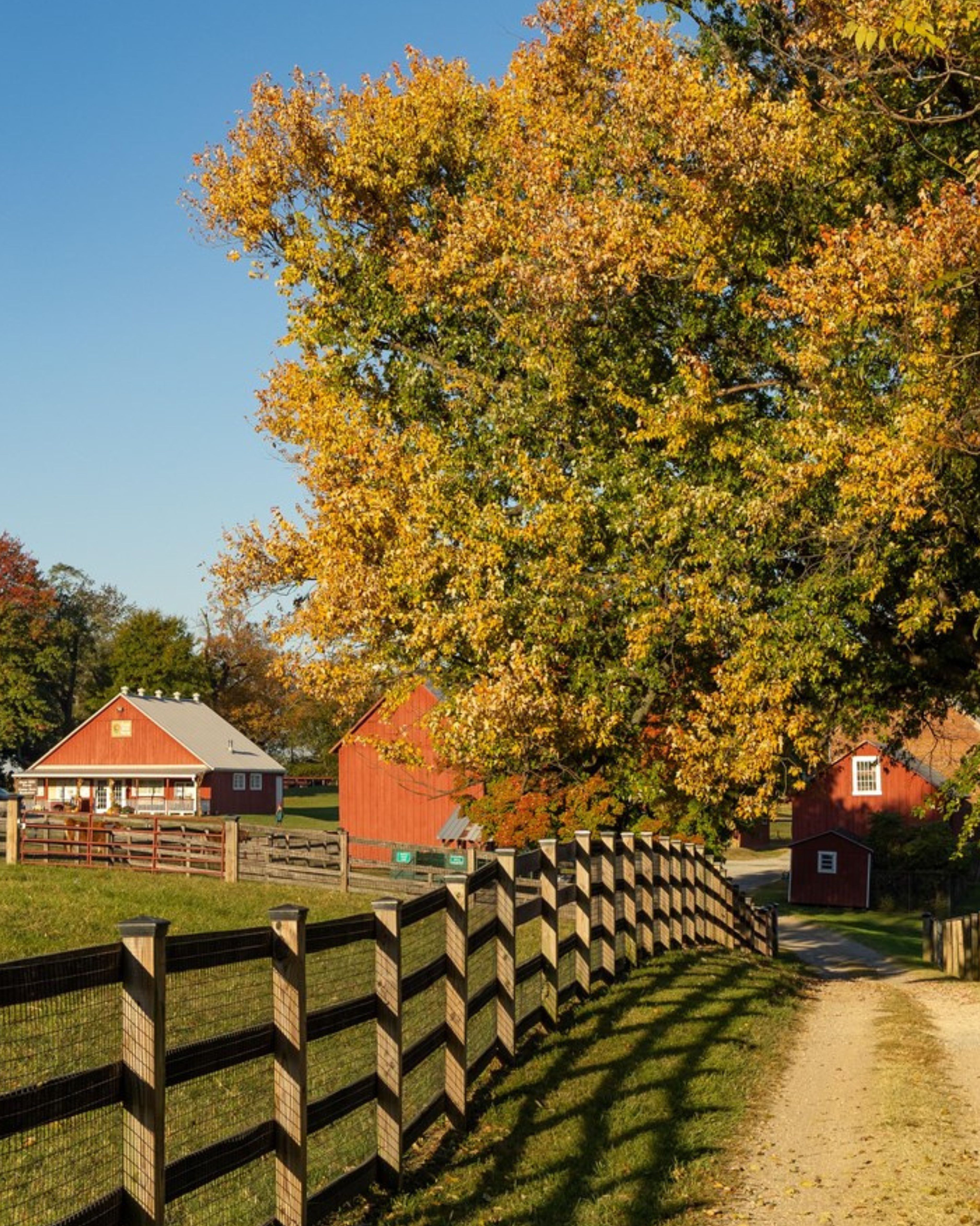 Scenic farm setting in Oxon Hill, MD featuring red barns, a wooden fence-lined path, and autumn trees with vibrant fall foliage
