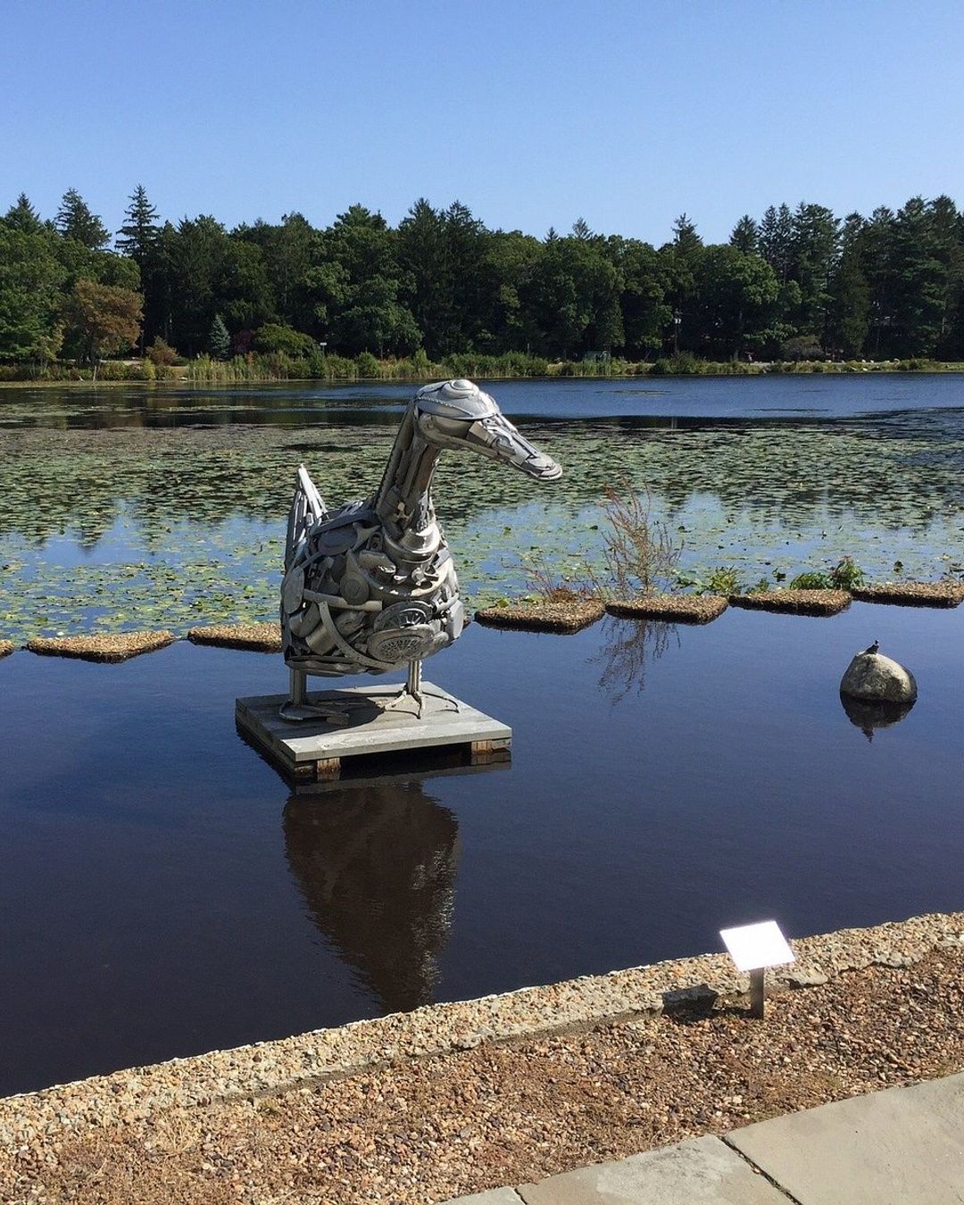 Metal swan sculpture installed in a pond at D.W. Field Park in Brockton, Massachusetts, surrounded by lily pads and wooded landscape.