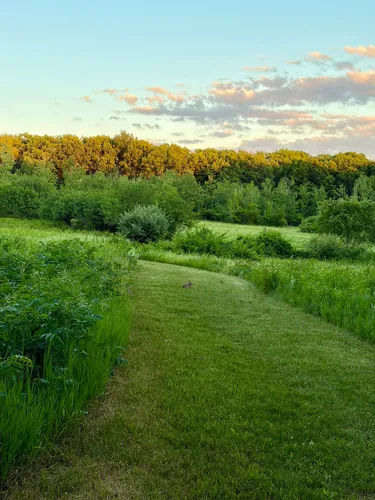 A peaceful walking trail through the Mill Pond Conservation Area in Burlington, Massachusetts, surrounded by open meadows, lush greenery, and a forest edge beneath a colorful evening sky.