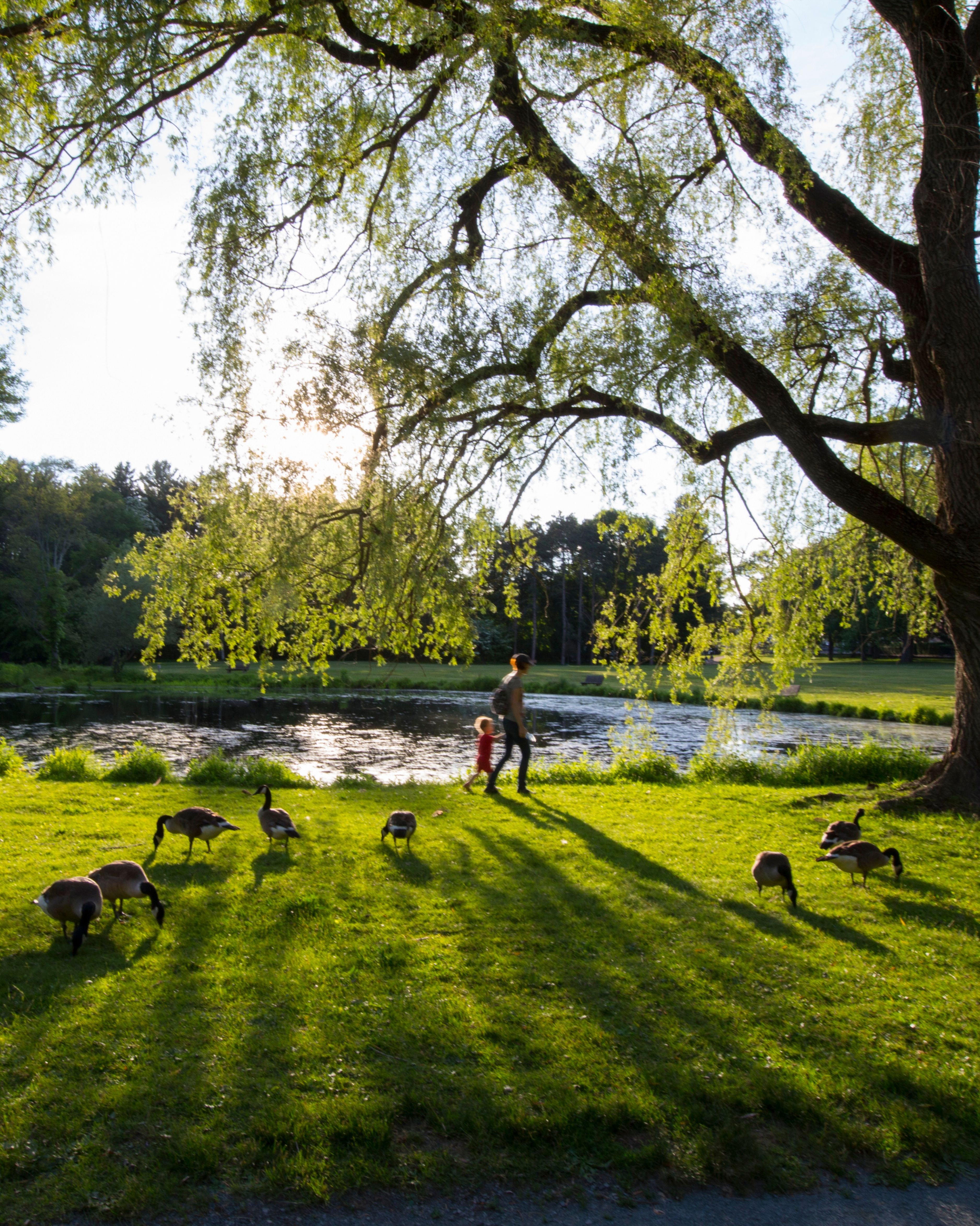 Scenic view of Bird Park in East Walpole, Massachusetts, featuring a peaceful pond, grazing geese, and a person walking with a child beneath a large willow tree in warm evening light.