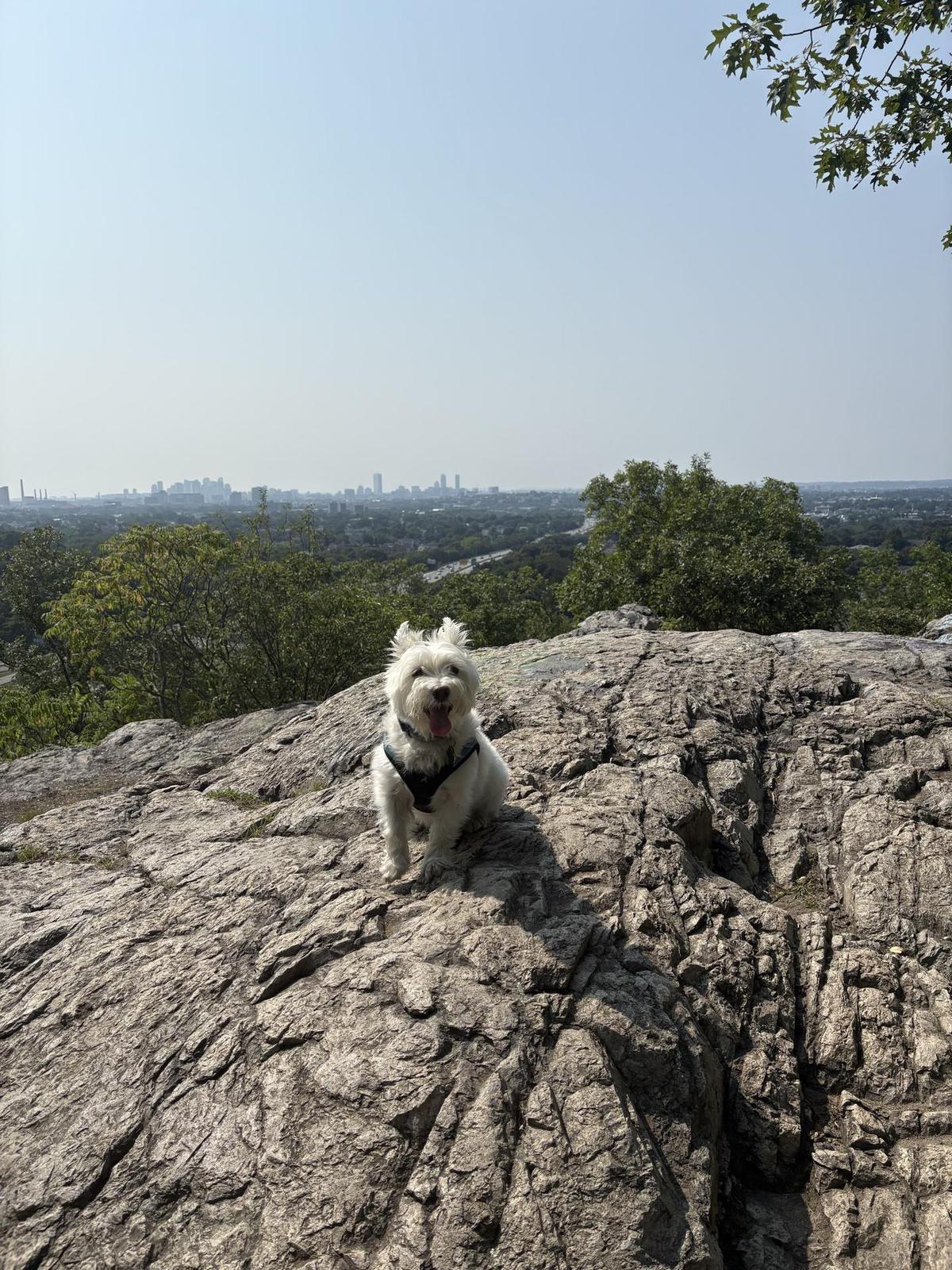 View from Middlesex Fells Reservation near Malden, MA featuring a small white dog standing on a rocky overlook with sweeping views of the surrounding forest and the Boston skyline in the distance.