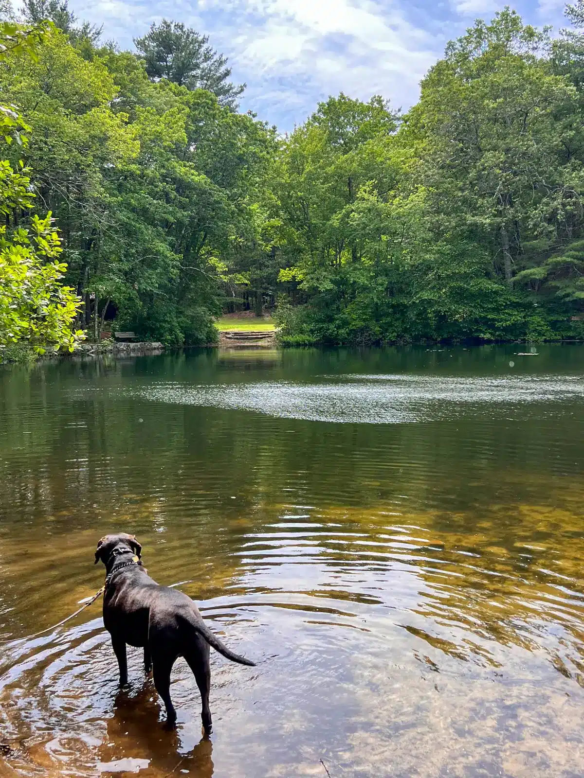 Dog wading in the clear, shallow waters along the shoreline of Rocky Woods Trail in Medfield, MA, with a tranquil pond, lush forest, and summer greenery in the background.