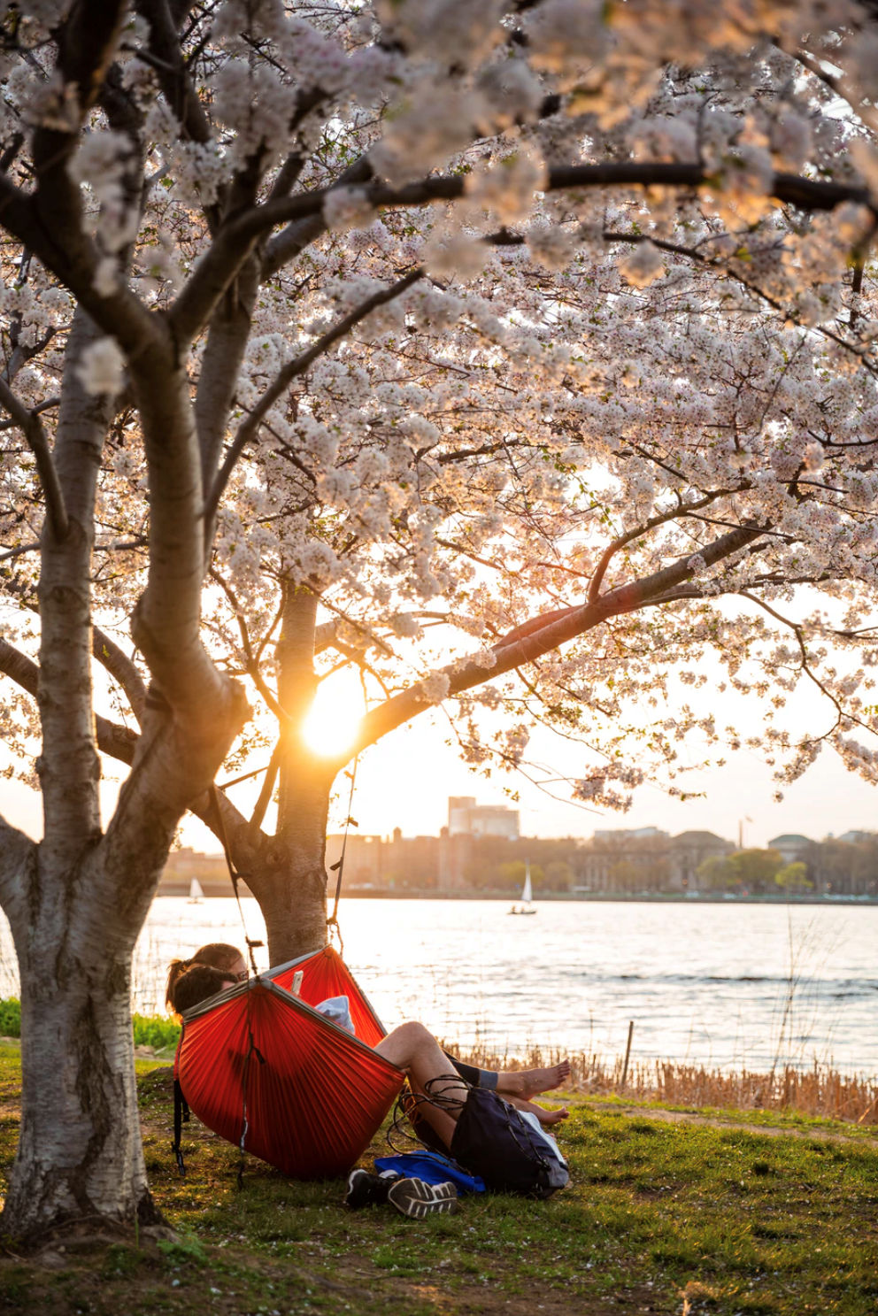 Person relaxing in a hammock beneath blooming cherry blossom trees along the waterfront in Southborough, Massachusetts during golden hour.