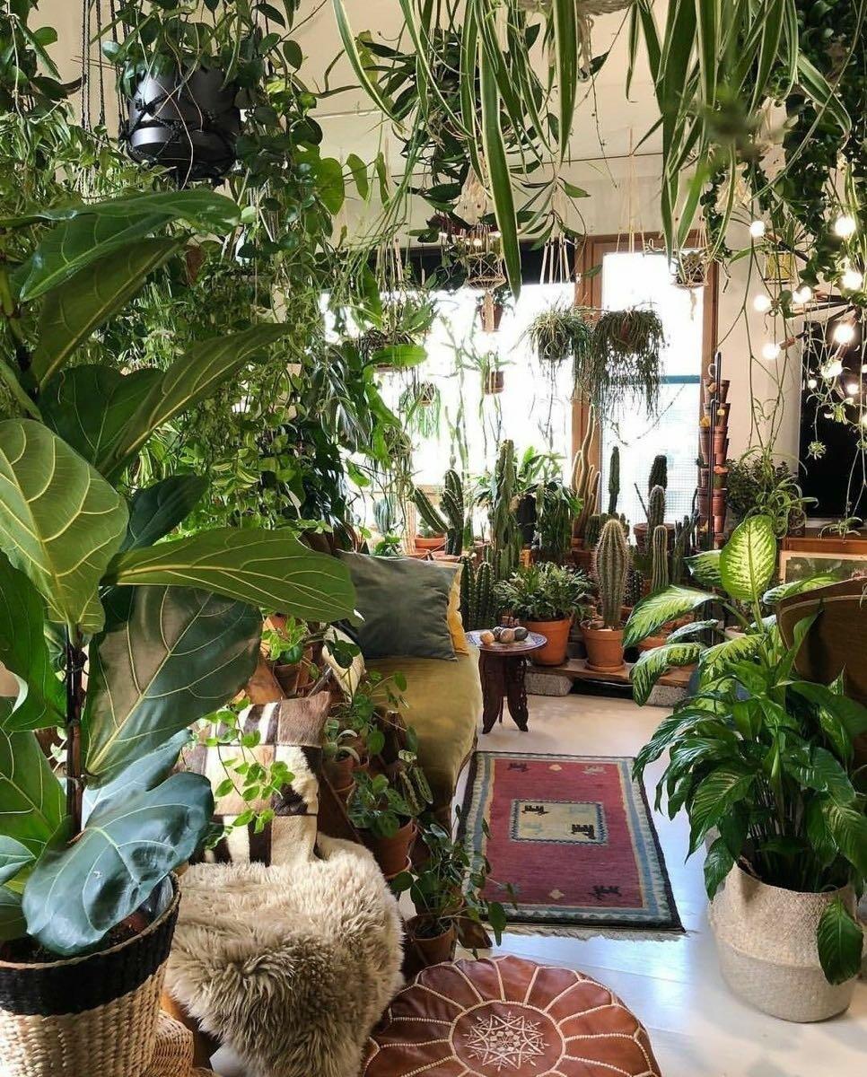 A lush indoor plant shop in Watertown, Massachusetts, filled with hanging tropical plants, cacti, leafy houseplants, and cozy seating in a bright, sunlit space.