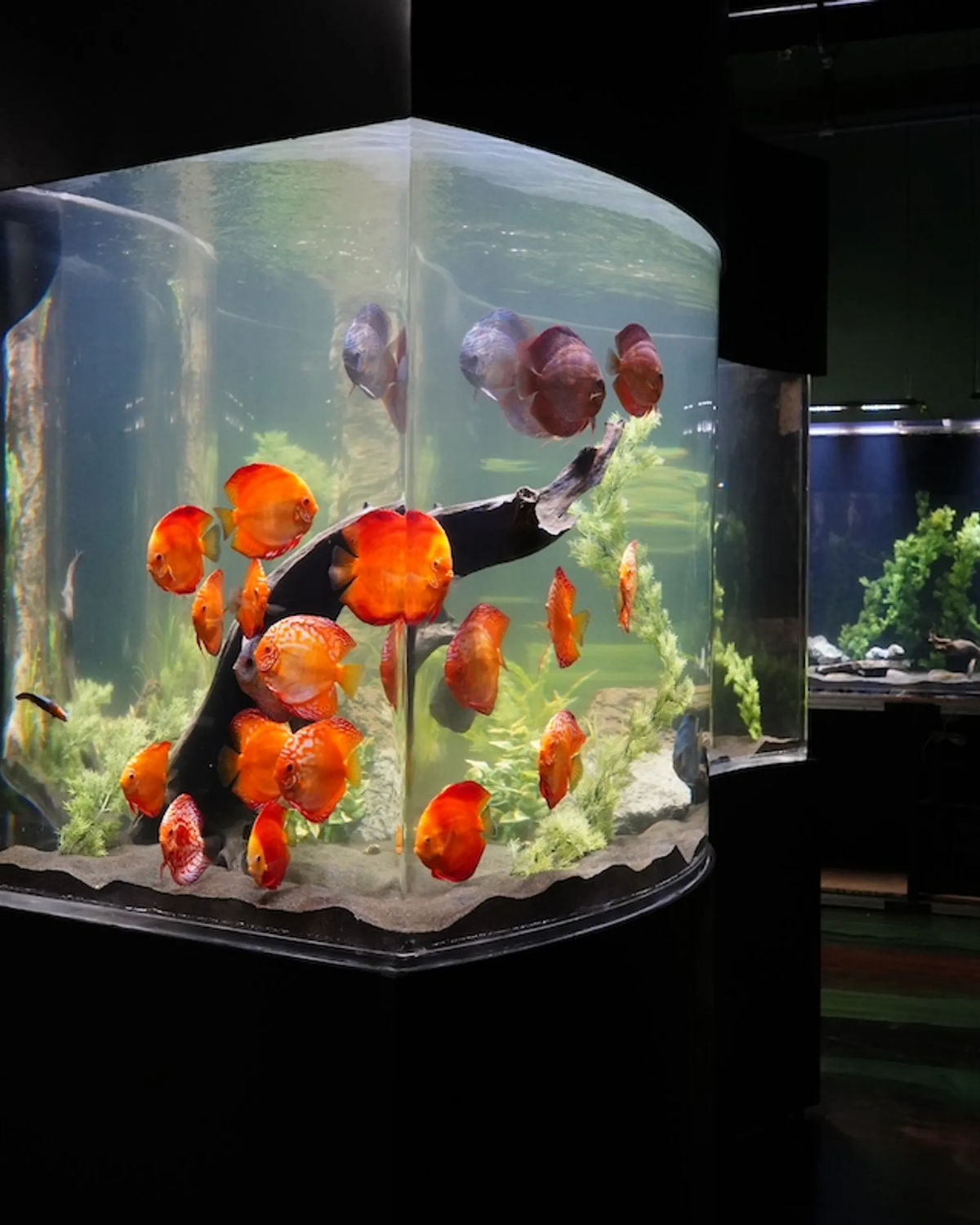 Vivid orange discus fish and tropical marine life on display in a brightly lit aquarium tank at LegaSea Aquarium and The Reptarium in Utica, Michigan