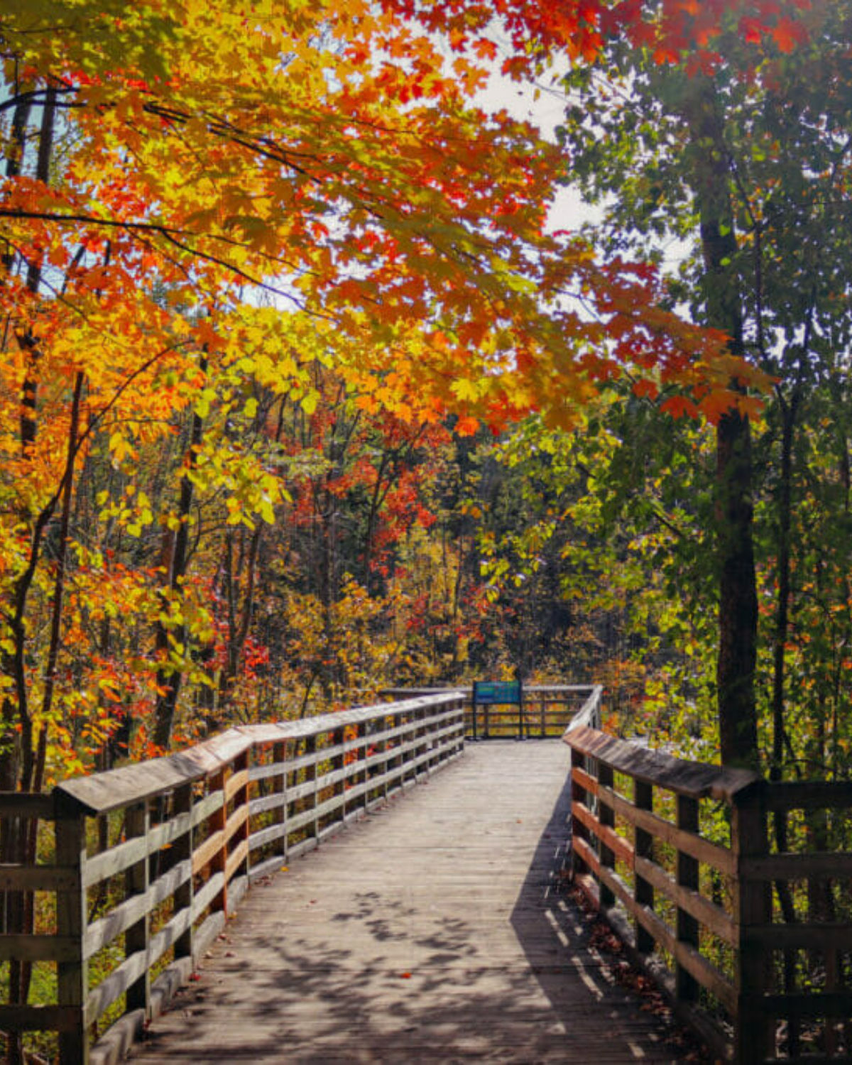 A scenic wooded boardwalk trail surrounded by brilliant autumn foliage at West Bloomfield Woods Nature Preserve in West Bloomfield, Michigan