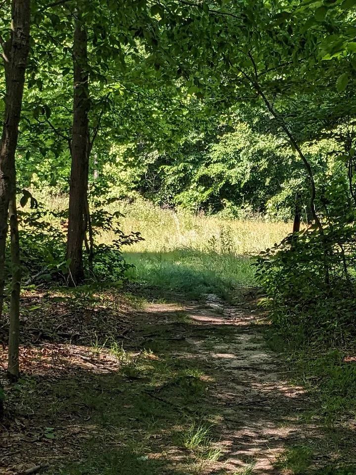 Shaded woodland trail in Cliffwood, New Jersey, winding through mature trees and dense green foliage toward a sunny grassy clearing surrounded by natural vegetation.