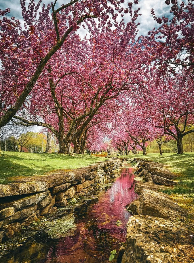 Cherry blossom trees in full bloom lining a walking and biking path in Dover, New Hampshire, creating a colorful spring canopy over the scenic trail.
