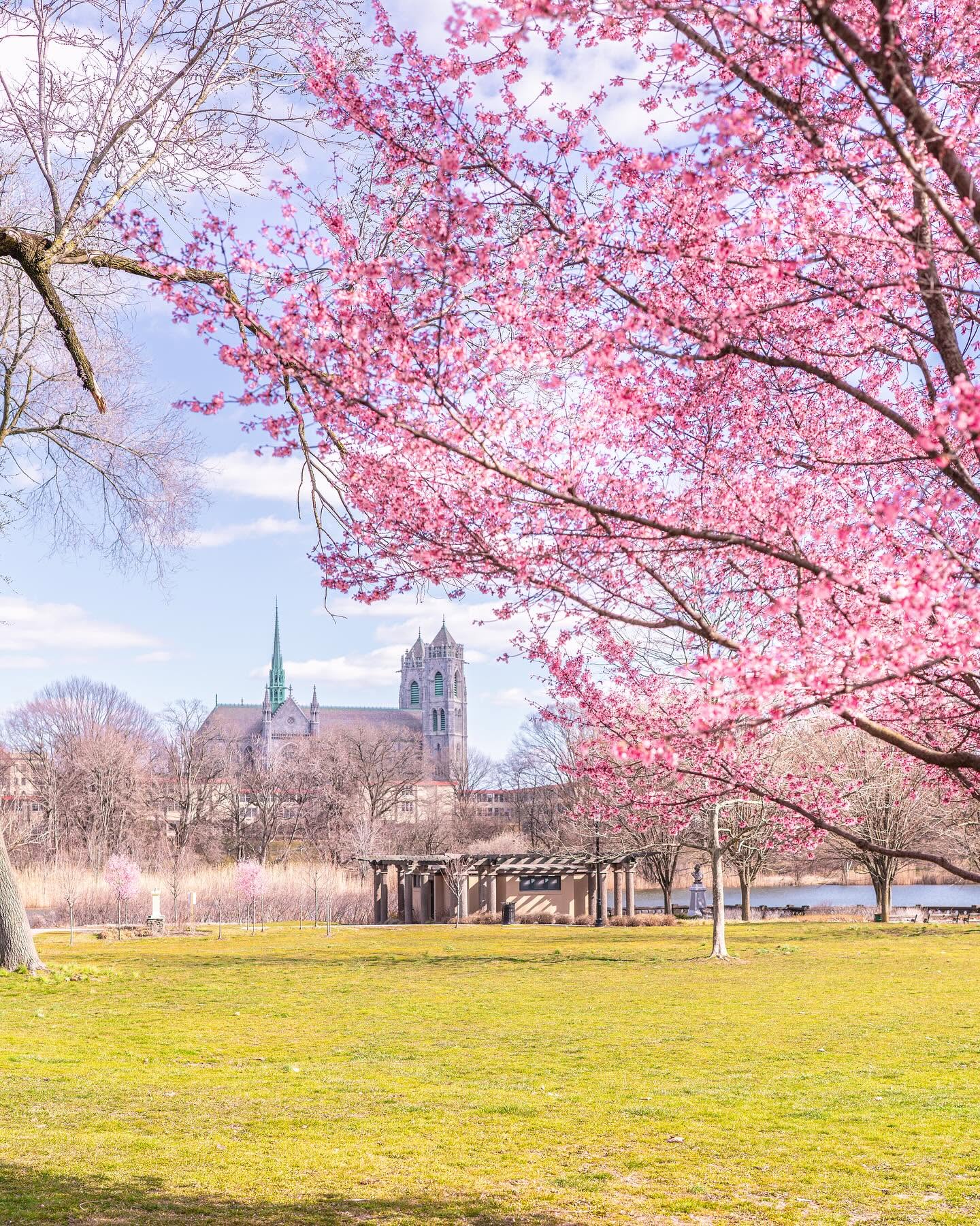 Springtime view of Branch Brook Park near East Orange, New Jersey, with blooming cherry blossoms, open green space, and the Cathedral Basilica of the Sacred Heart in the background.