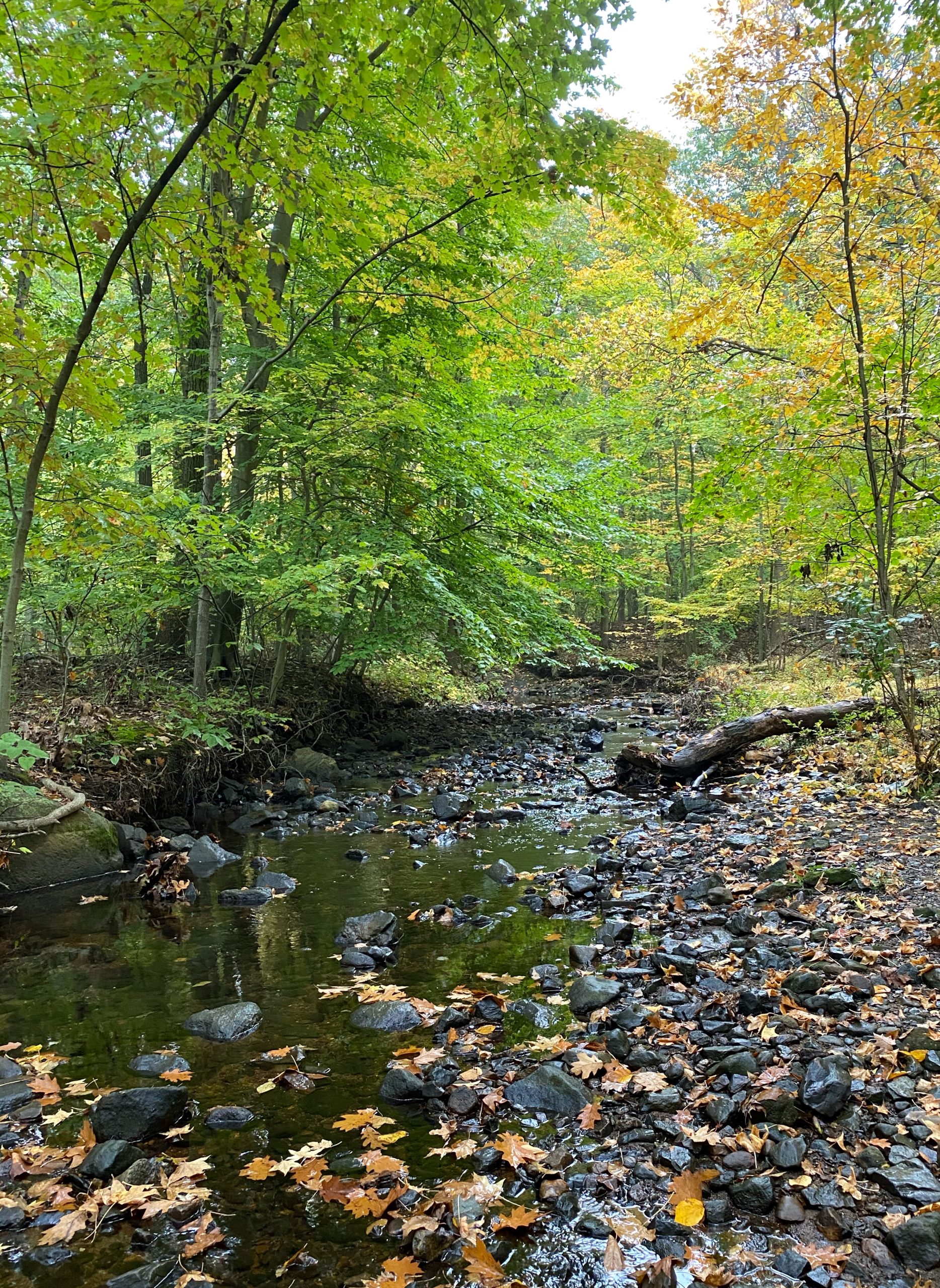 Rocky stream winding through a densely wooded nature area near Englewood, New Jersey, surrounded by mature trees and green and yellow early-fall foliage.